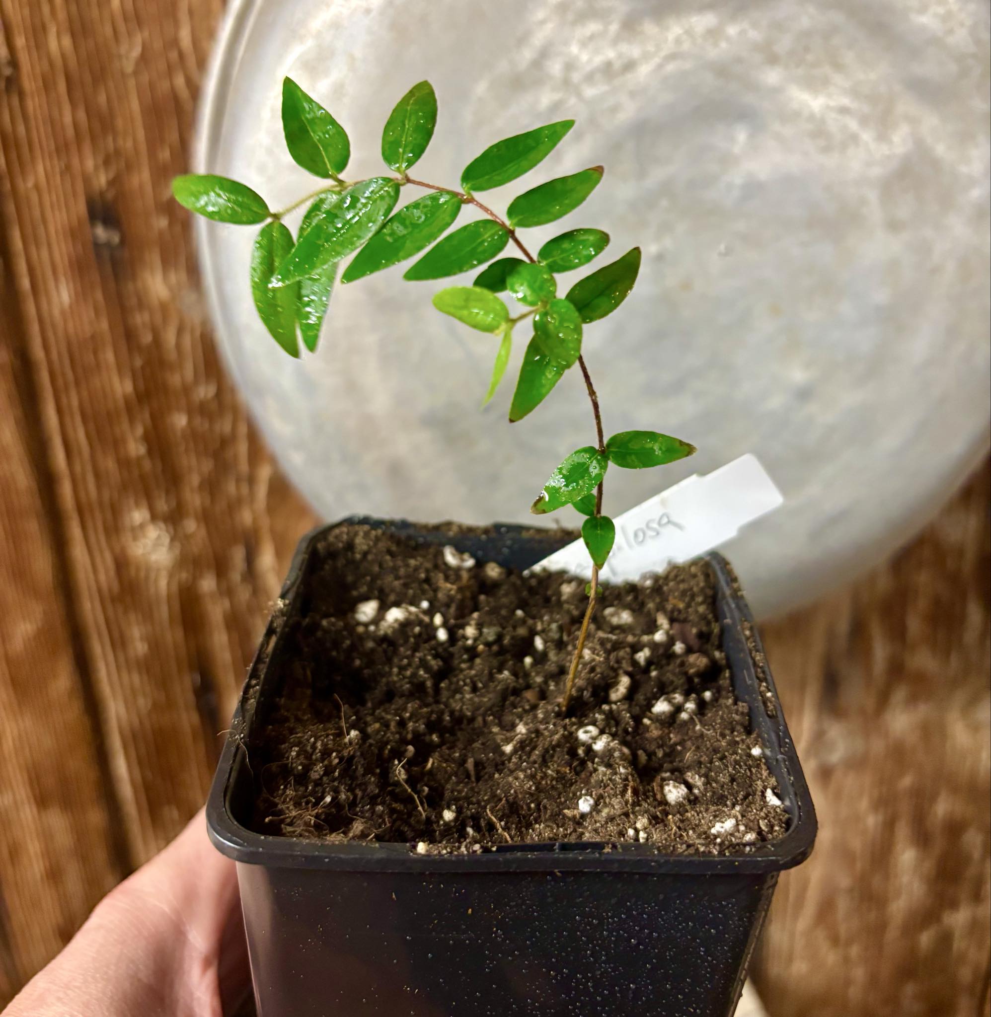 Myrciaria pilosa -  1 small potted seedling  / 1 kleiner getopfter Sämling