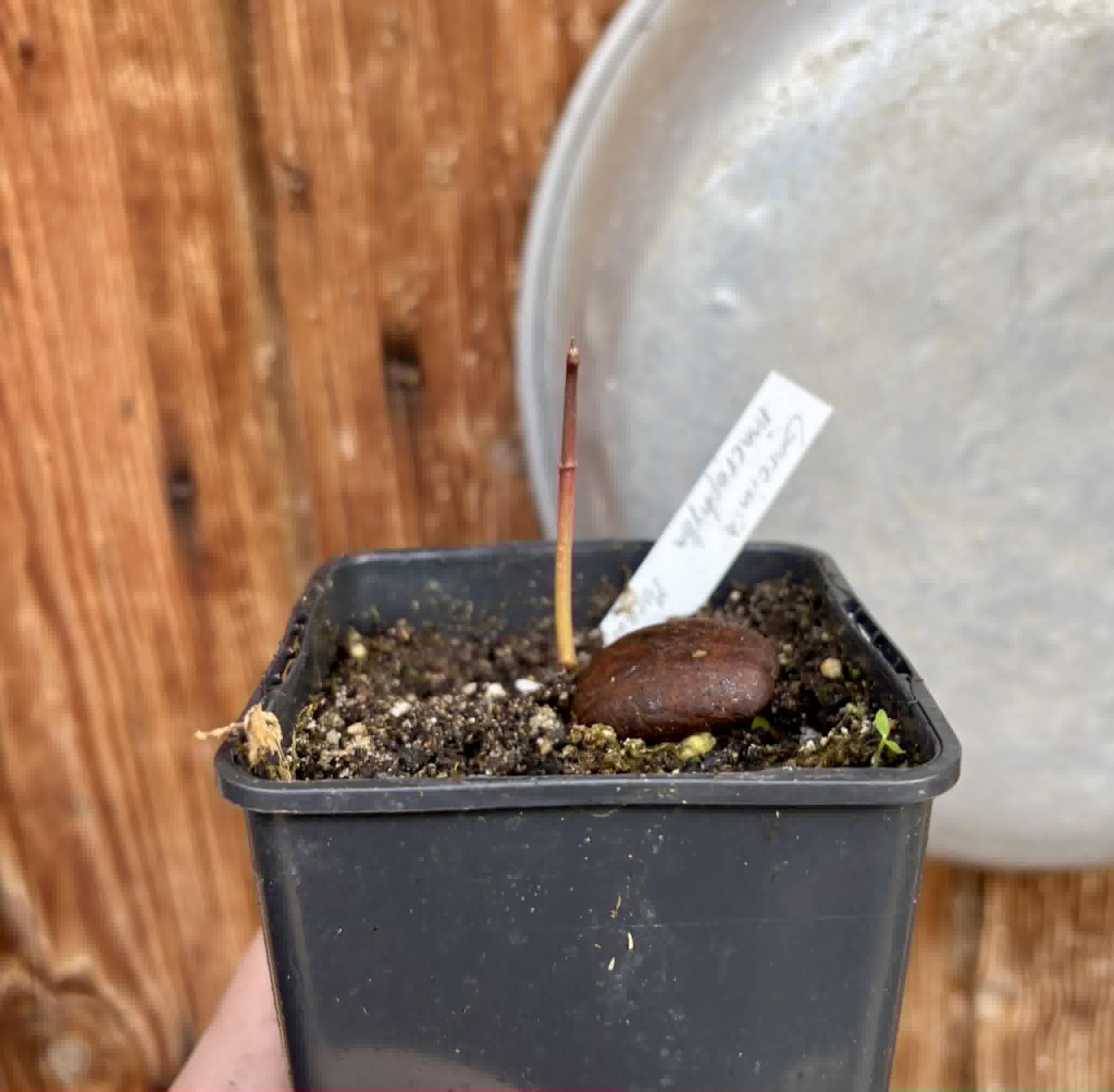 Garcinia macrophylla var. Maraú - 1 potted seedling / 1 getopfter Sämling