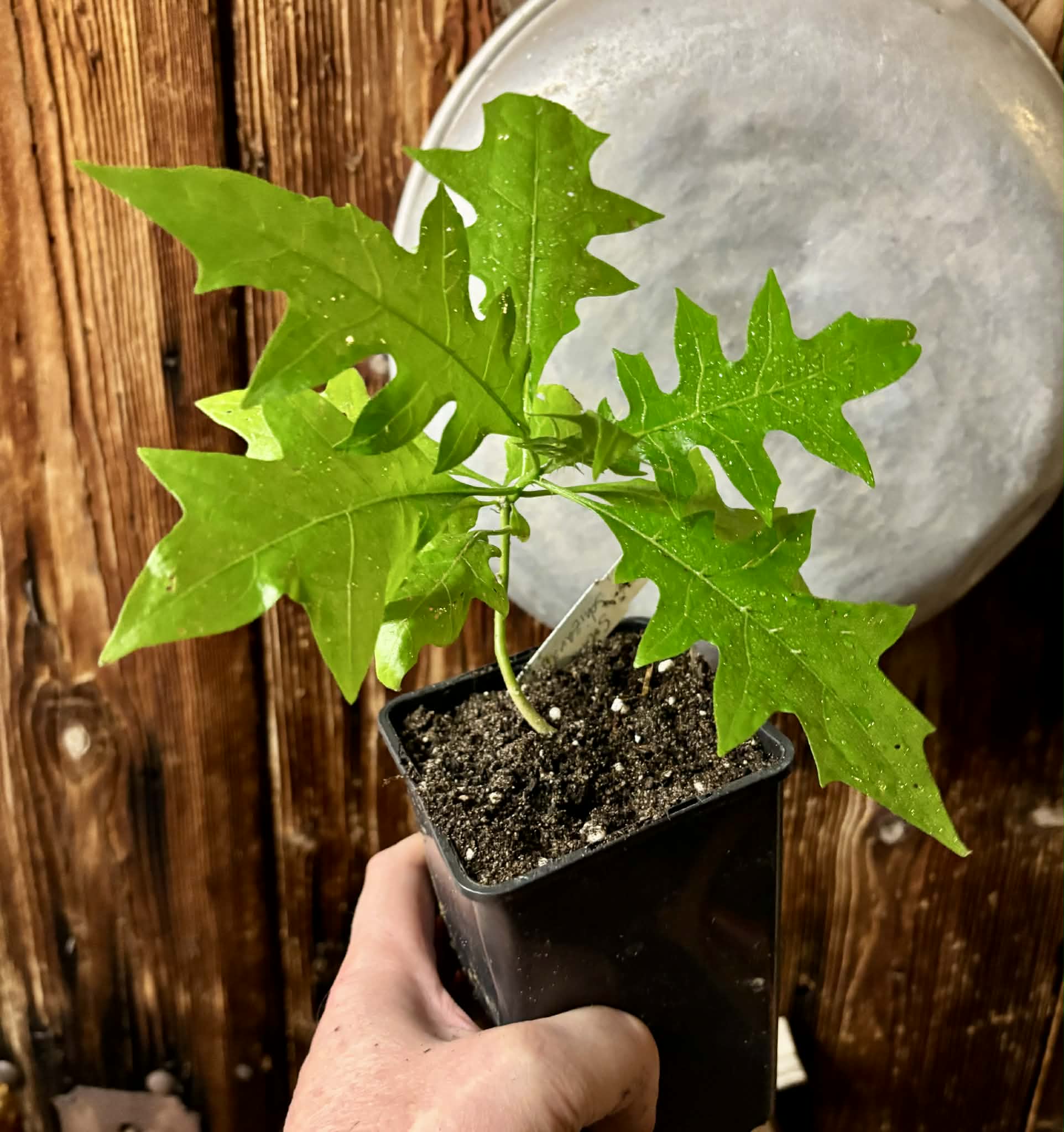 our last plant - Juá do Jequitinhonha (Solanum schizandrum) - 1 potted seedling / 1 getopfter Sämling