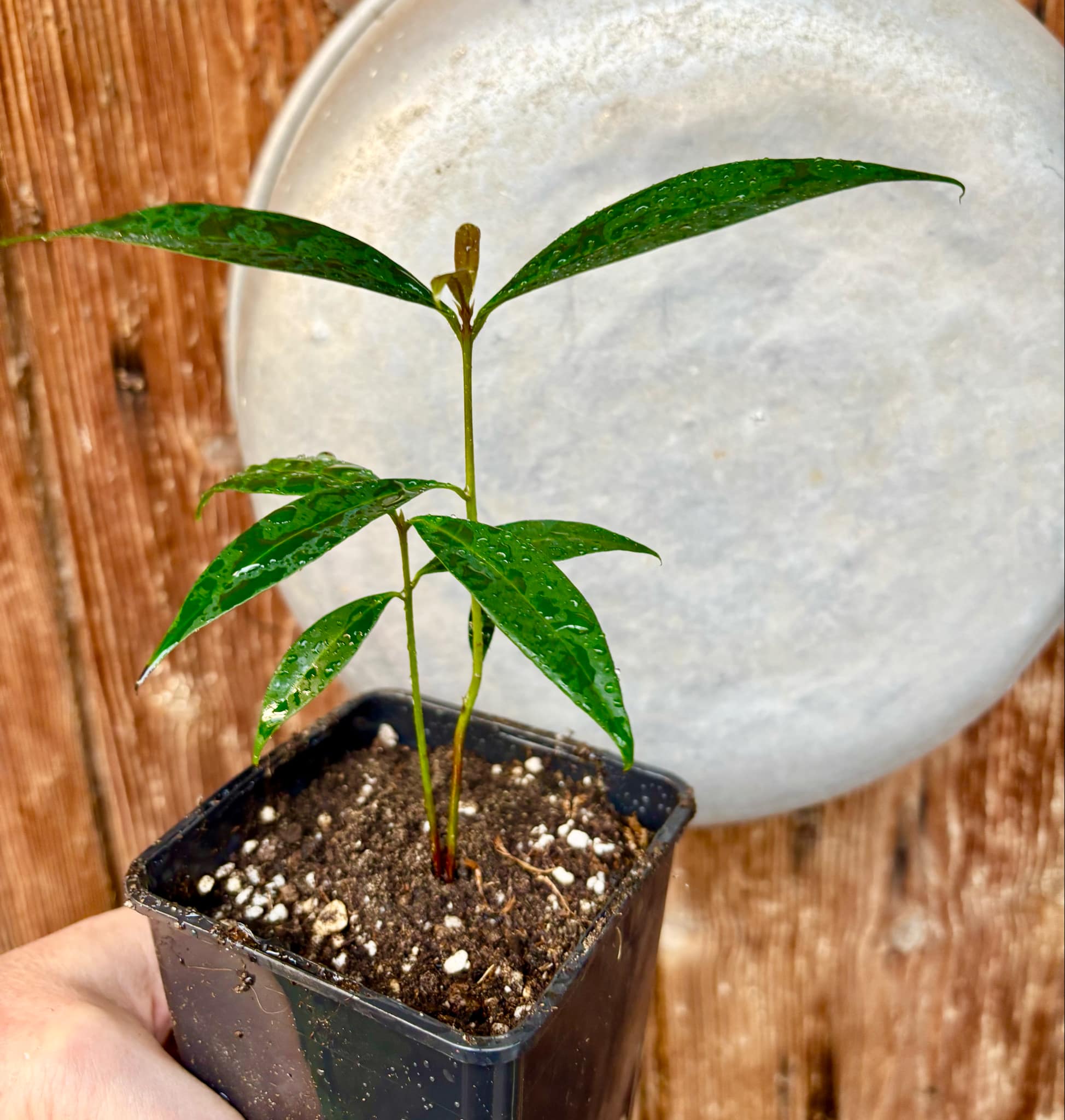 Eugenia sp Jambo da Mata -  1 small potted seedling / 1 kleiner, getopfter Sämling