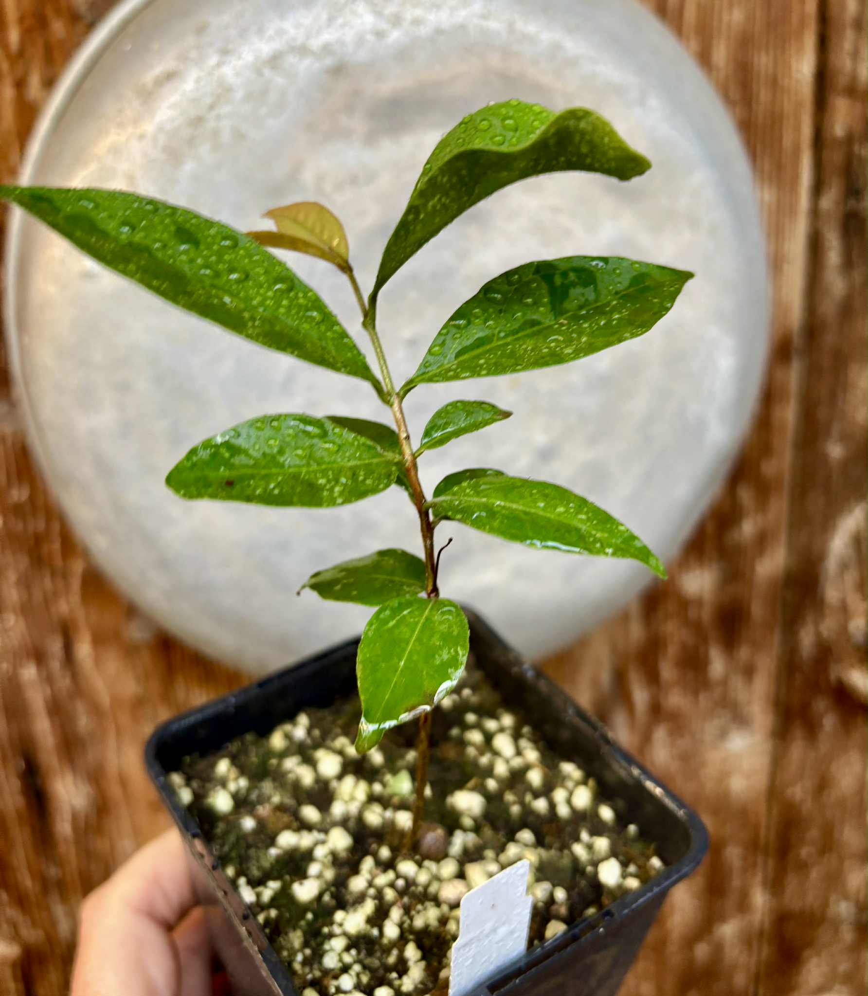 Eugenia sp Belmonte -  1 potted seedling / 1 getopfter Sämling