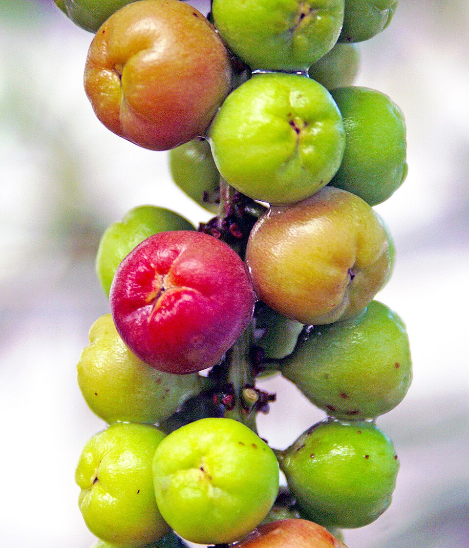 Sea Grape (Coccoloba uvifera)  -  3 fresh seeds / 3 frische Samen
