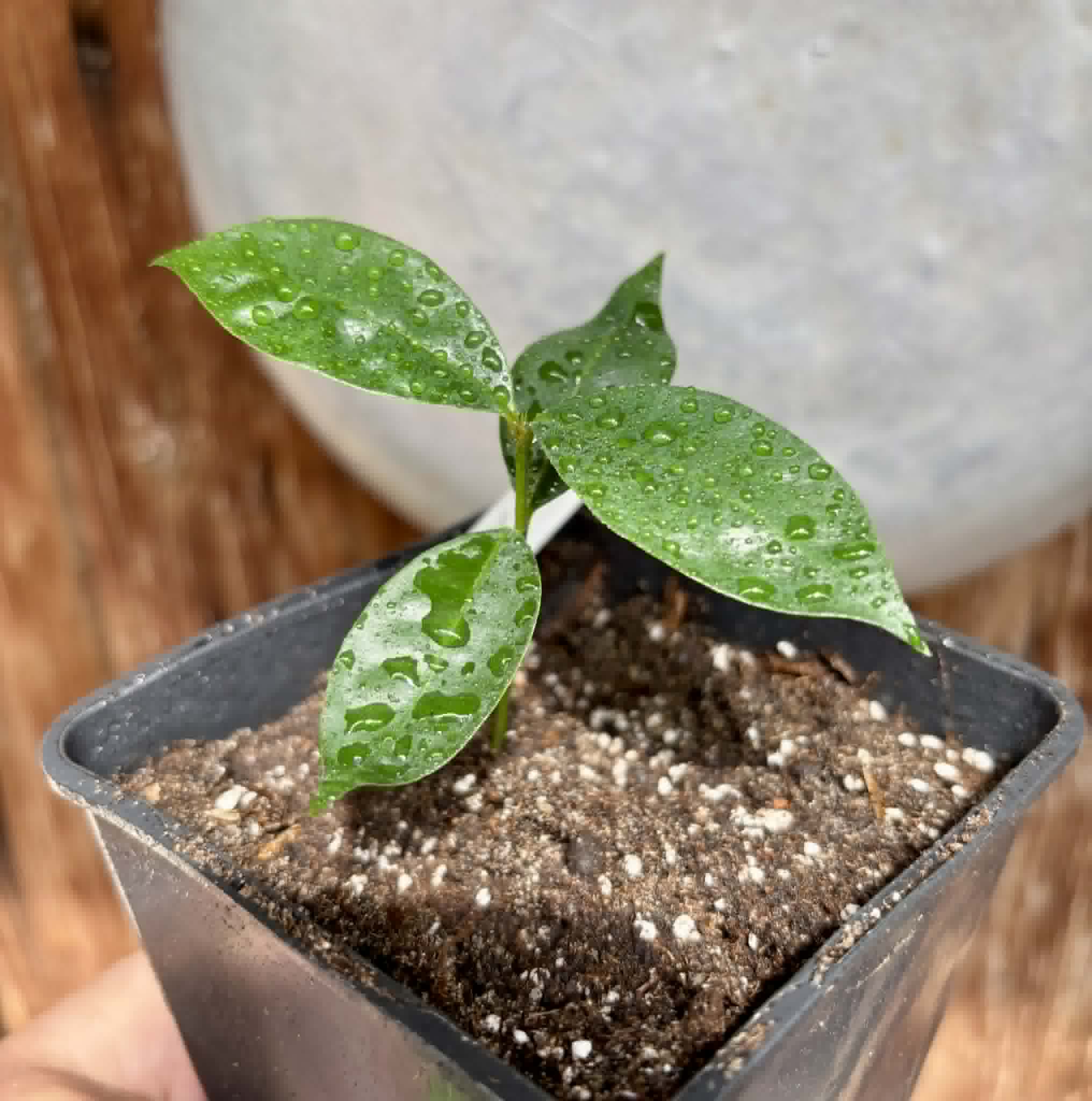 White Rose Apple (Syzygium jambos) - 1 potted seedling / 1 getopfter Sämling
