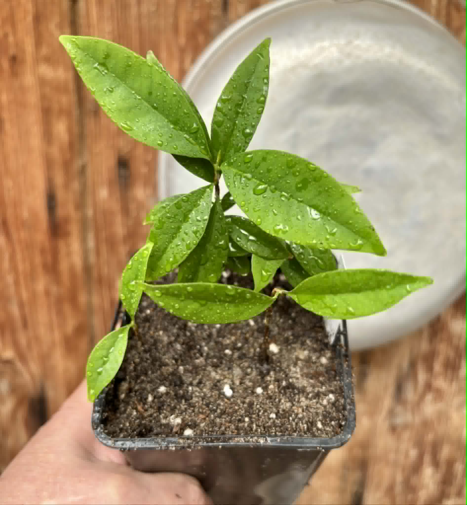 4 in 1 pot - Eugenia punicifolia - 4 seedlings in one pot / 4 Sämlinge in einem Topf