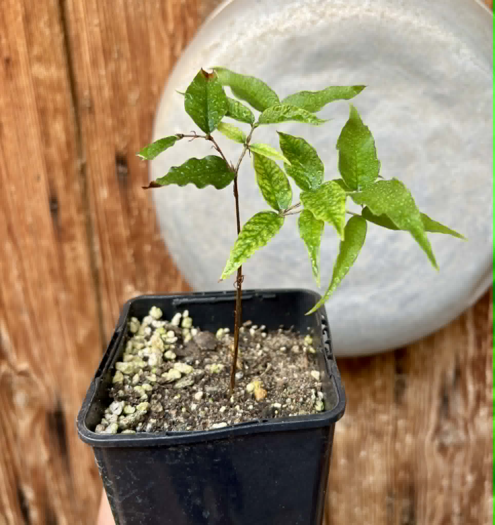 Jaboticaba - Plinia sp Rajada Cabo longo verde -  1 small potted seedling / 1 kleiner, getopfter Sämling