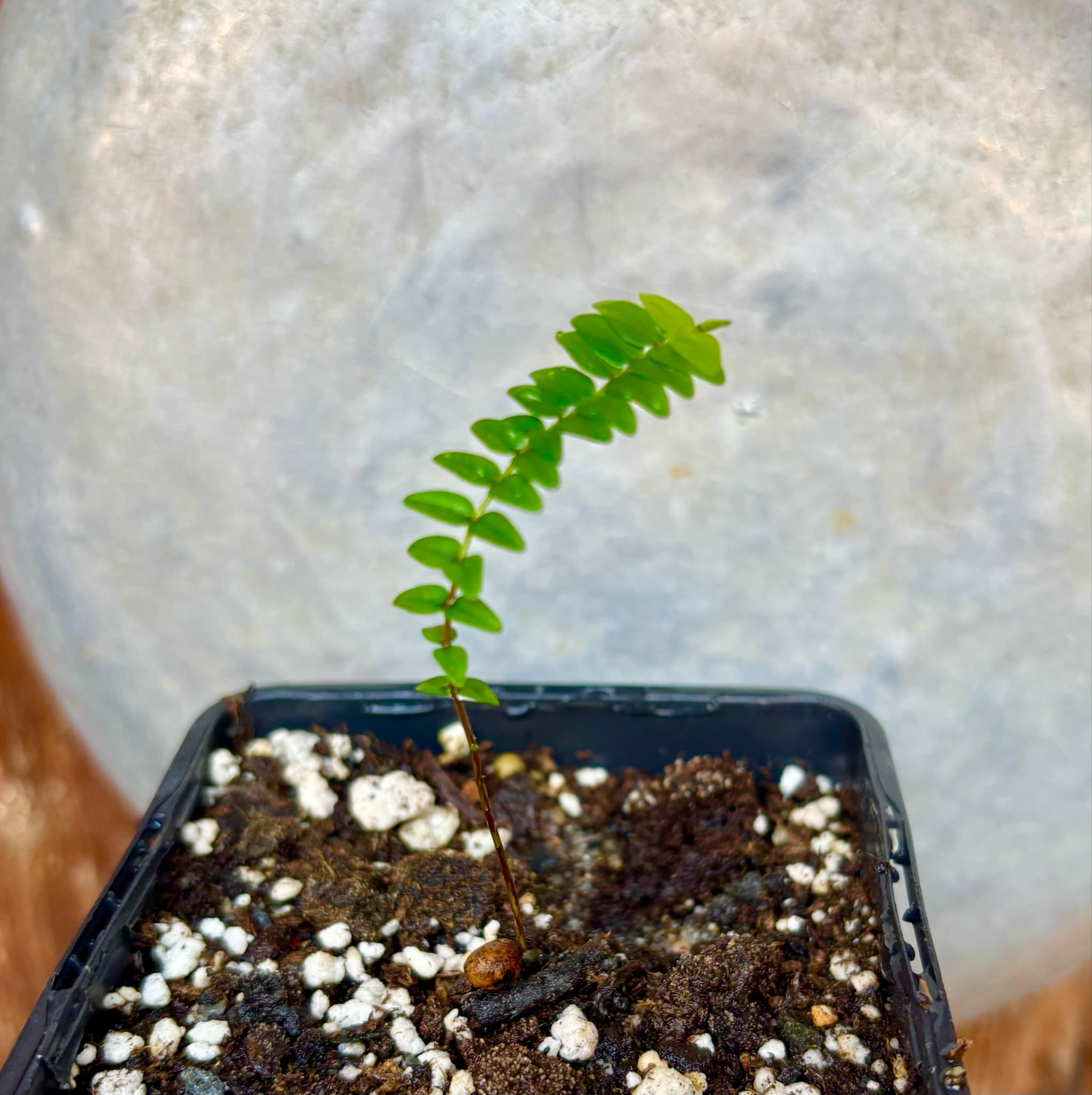 Myrciaria tenella laranja  - 1 small potted seedling / 1 kleiner, getopfter Sämling
