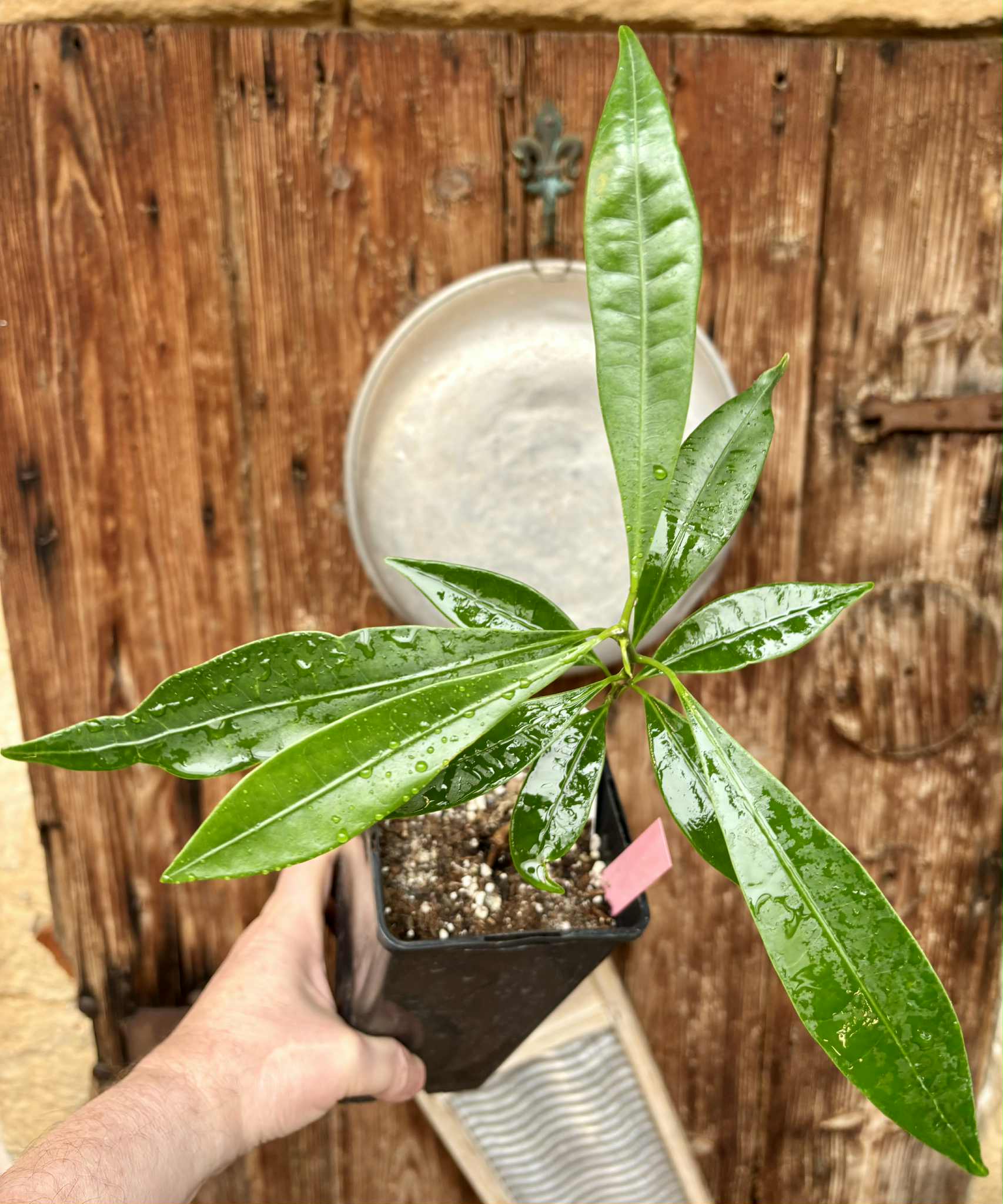 Pouteria macahensis - 1 potted seedling / 1 getopfter Sämling