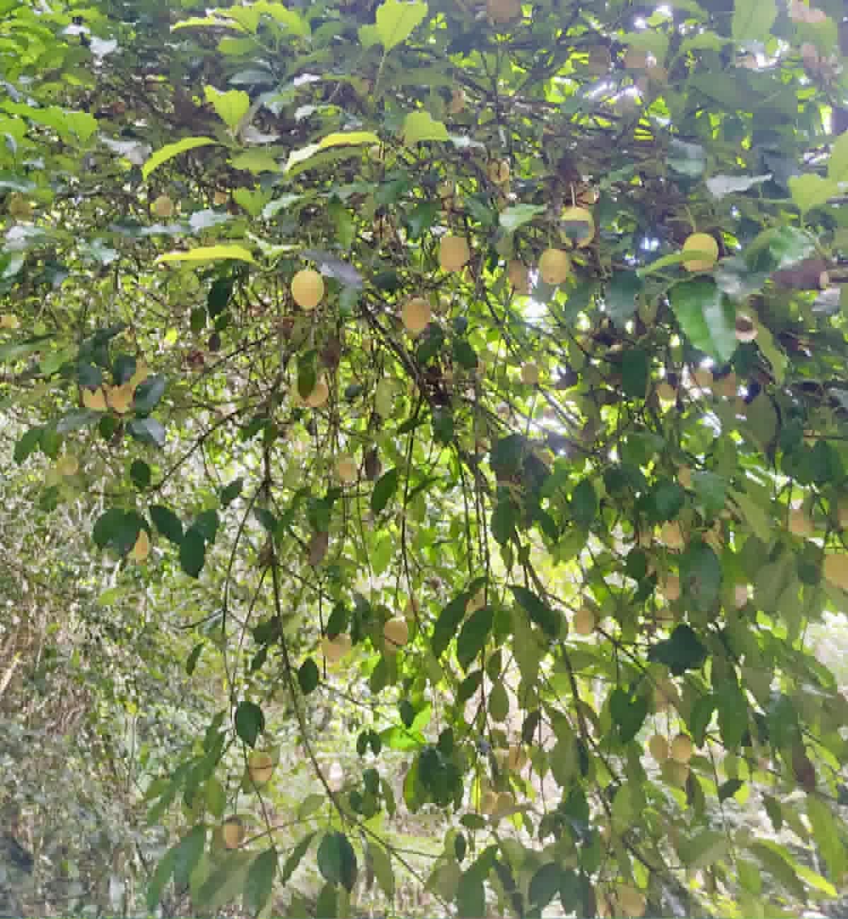 Pre Order - Garcinia sp Pendula - 1 fresh seed / 1 frischer Samen