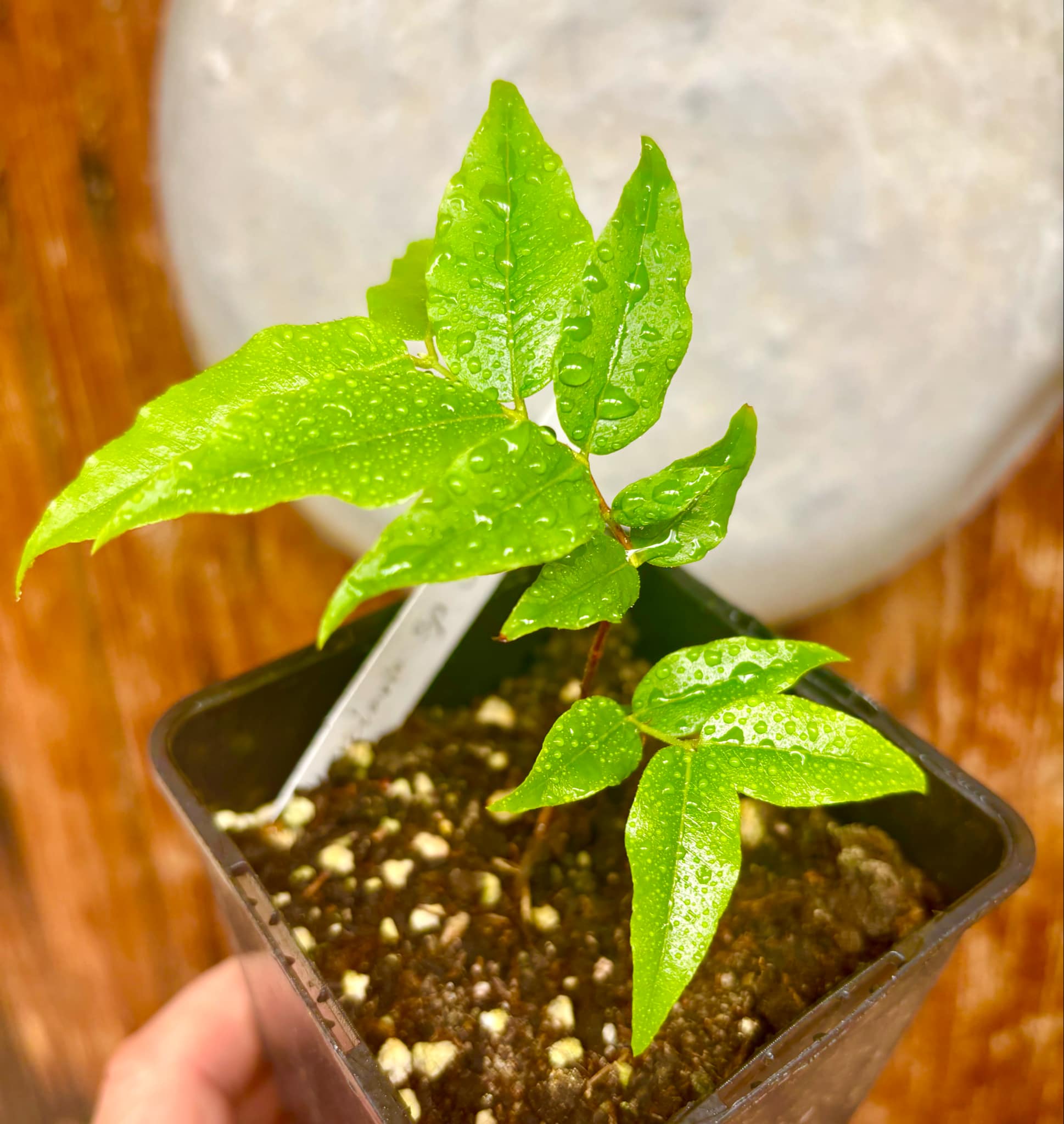 Myrciaria sp Jaboticaba - 1 potted plant / 1 getopfte Pflanze