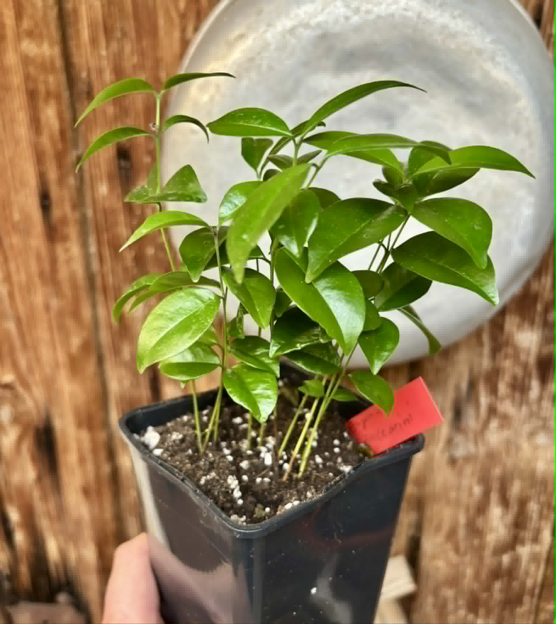 10 in 1 pot - Eugenia zuccarini - 10 seedlings in one pot / 10 Sämlinge in einem Topf