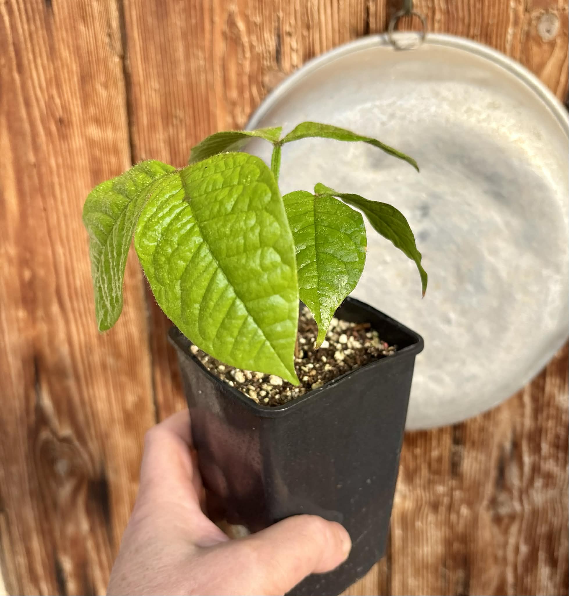 Inga aptera  - 1 potted plant / 1 getopfte Pflanze