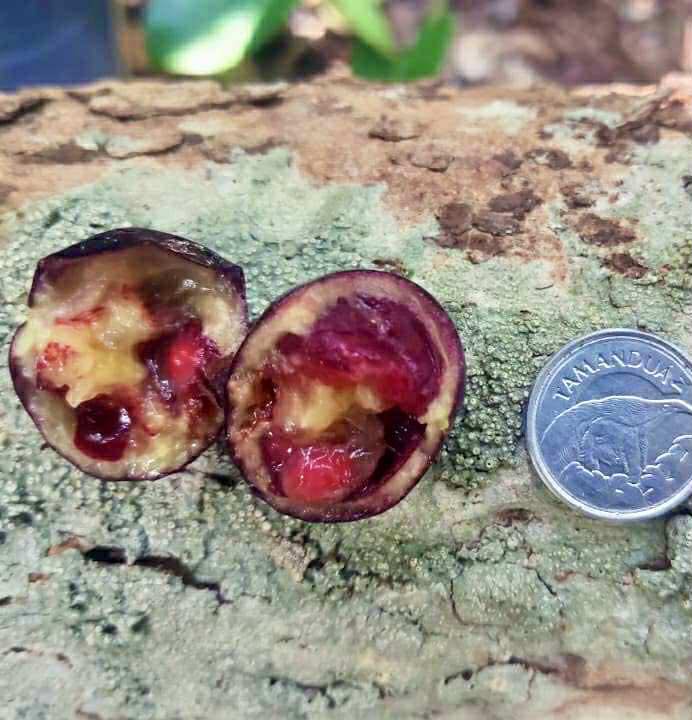 Psidium sp Aporá - 1 fresh seed / 1 frischer Samen