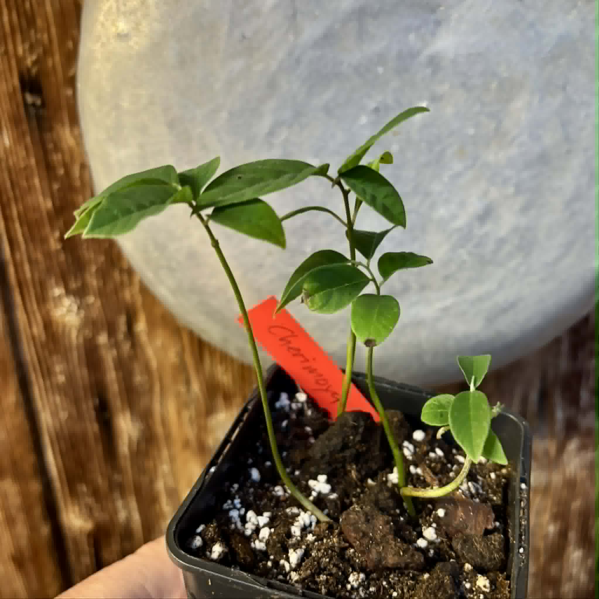 4 in 1 pot - Cherimoya var. Fino de Jete (Annona cherimola) - 4 seedlings in one pot / 4 Sämlinge in einem Topf