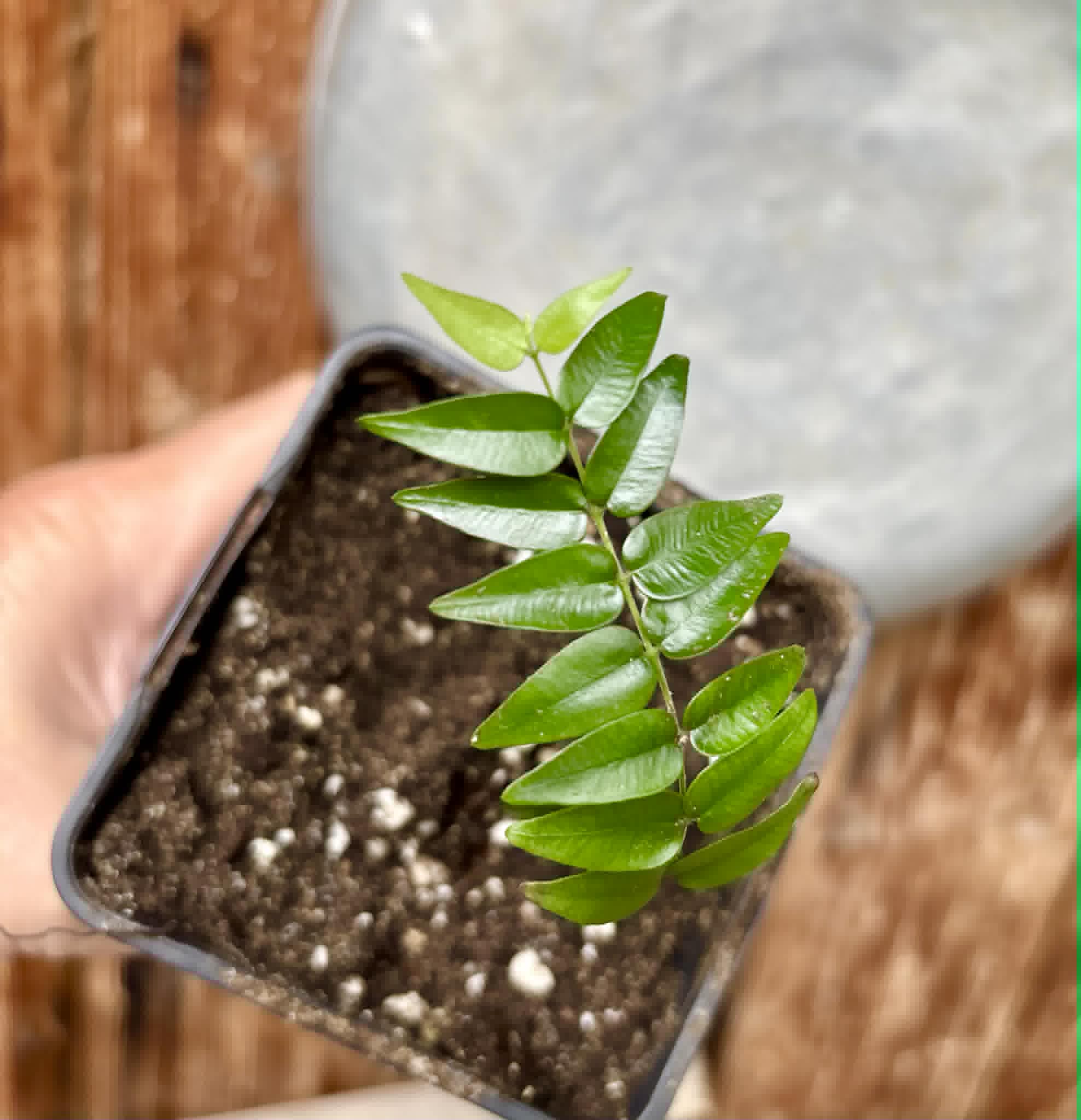 Myrciaria sp Maruim - 1 potted seedling / 1 getopfter Sämling