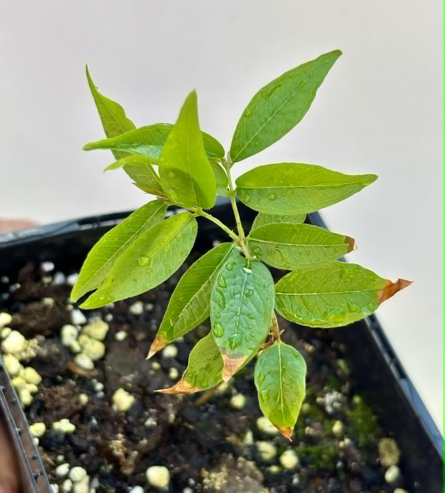 Plinia povedae - 1 potted seedling / 1 getopfter Sämling