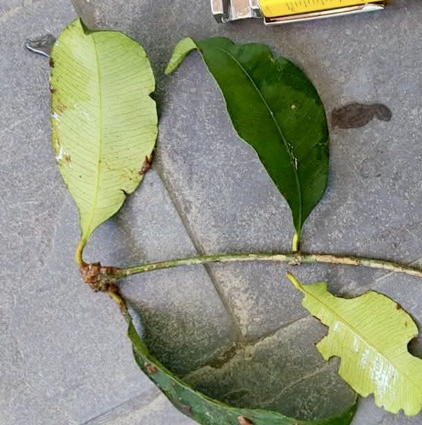 Garcinia gardneriana var. Pendula - 1 fresh seed / 1 frischer Samen