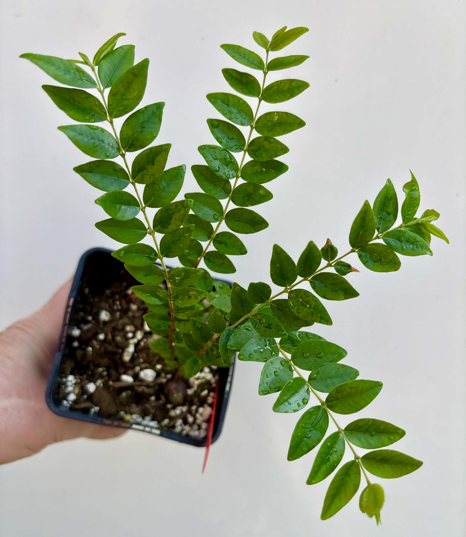 2 in 1 pot - Myrciaria sp Pastora - 2 seedlings in one pot / 2 Sämlinge in einem Topf