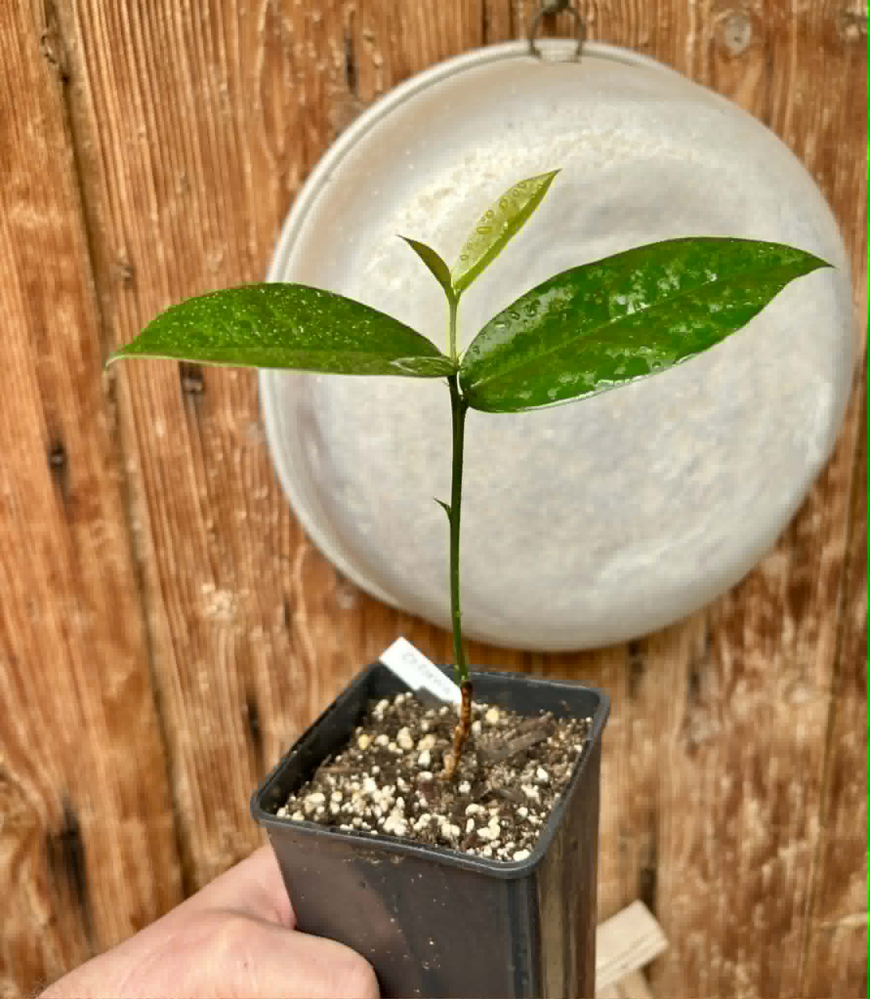Zollernia ilicifolia - 1 potted seedling / 1 getopfter Sämling