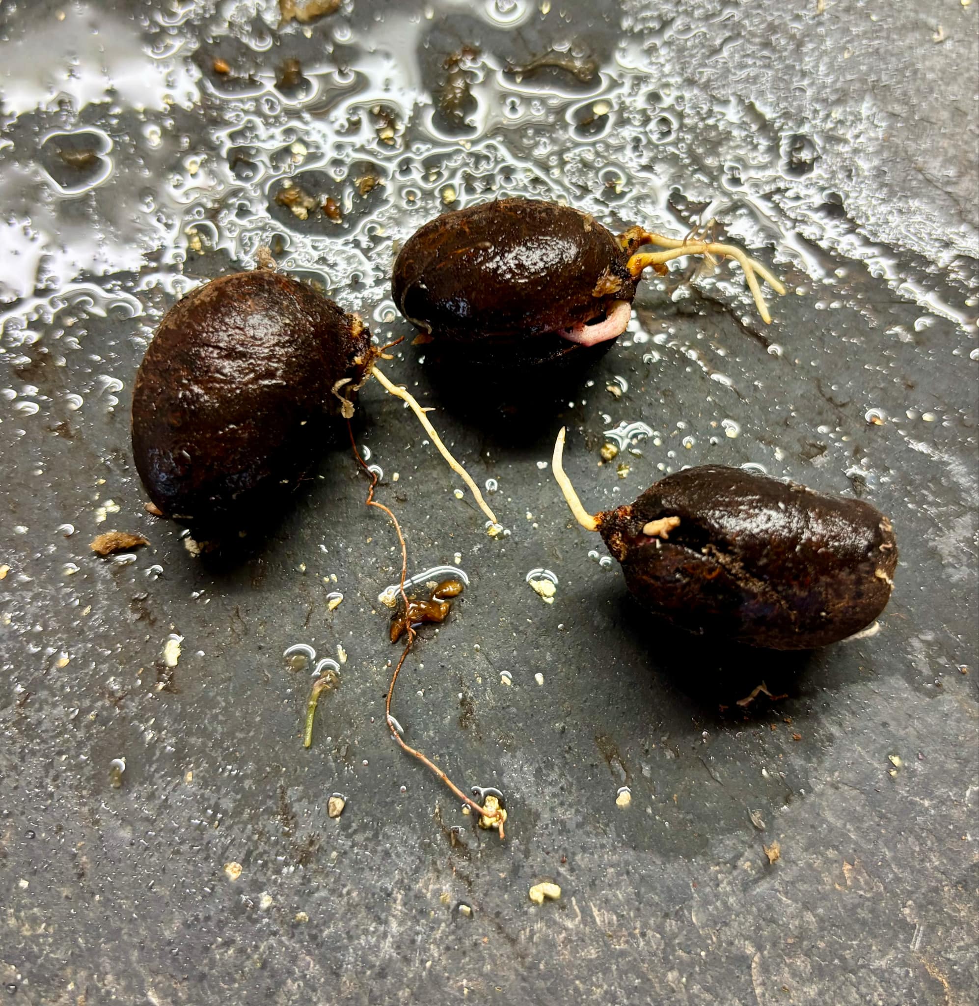 Cambuca var. Duke (Plinia edulis) - 1 germinated seed / 1 gekeimter Samen 