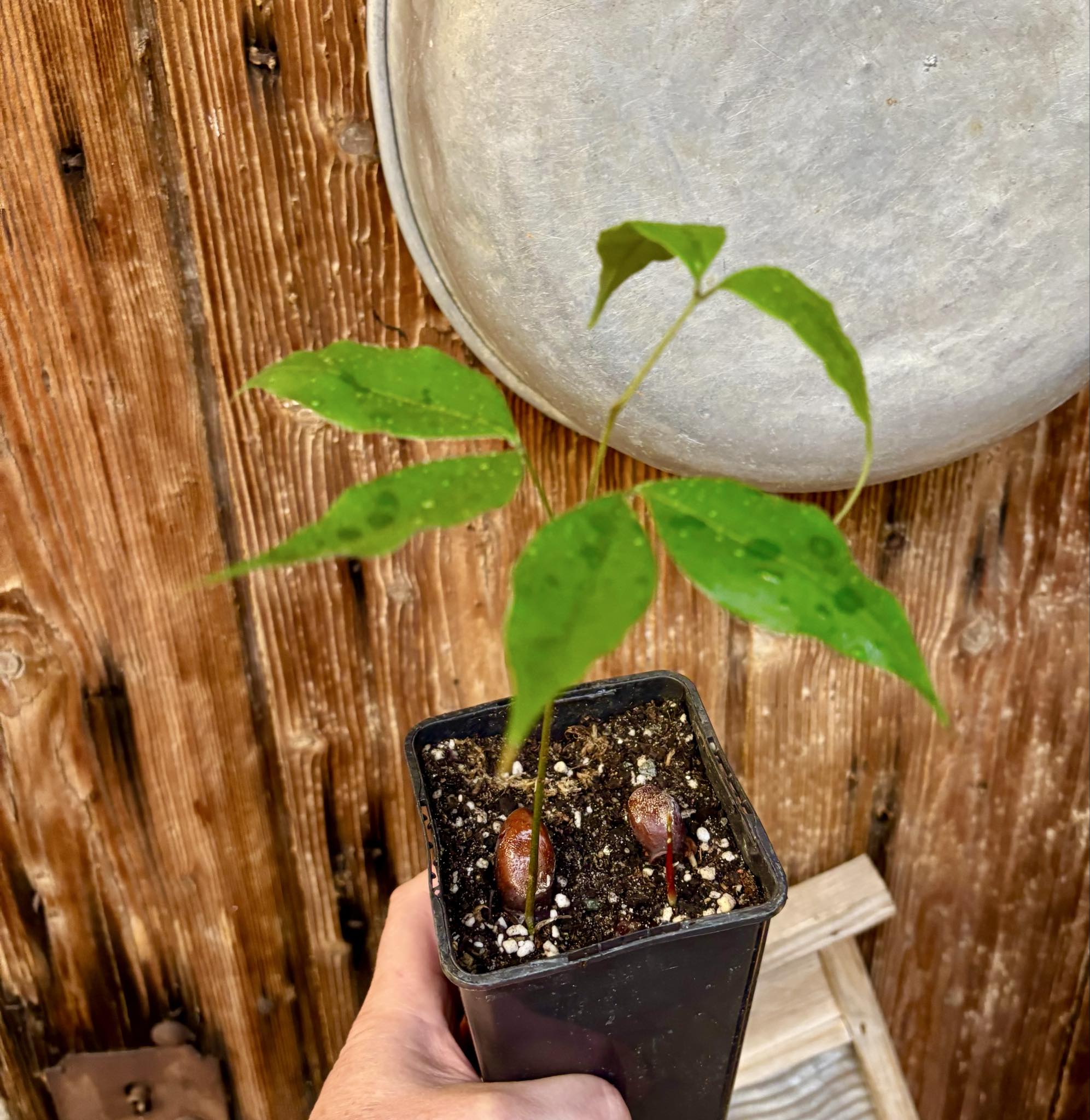 Litchi chinensis - var. Fei Zi Xiao (Litchi chinensis) - 1 potted seedling / 1 getopfter Sämling  Litchi chinensis - var. Fei Zi Xiao (Litchi chinensis) - 1 potted seedling / 1 getopfter Sämling