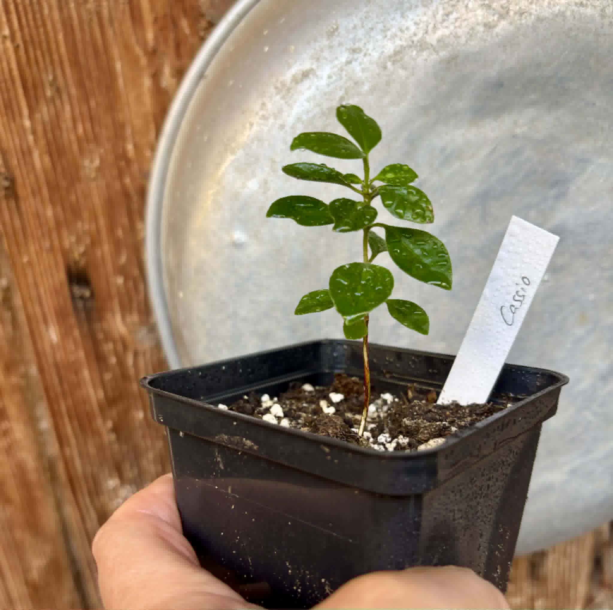 Psidium sp Cassio - 1 potted seedling / 1 getopfter Sämling