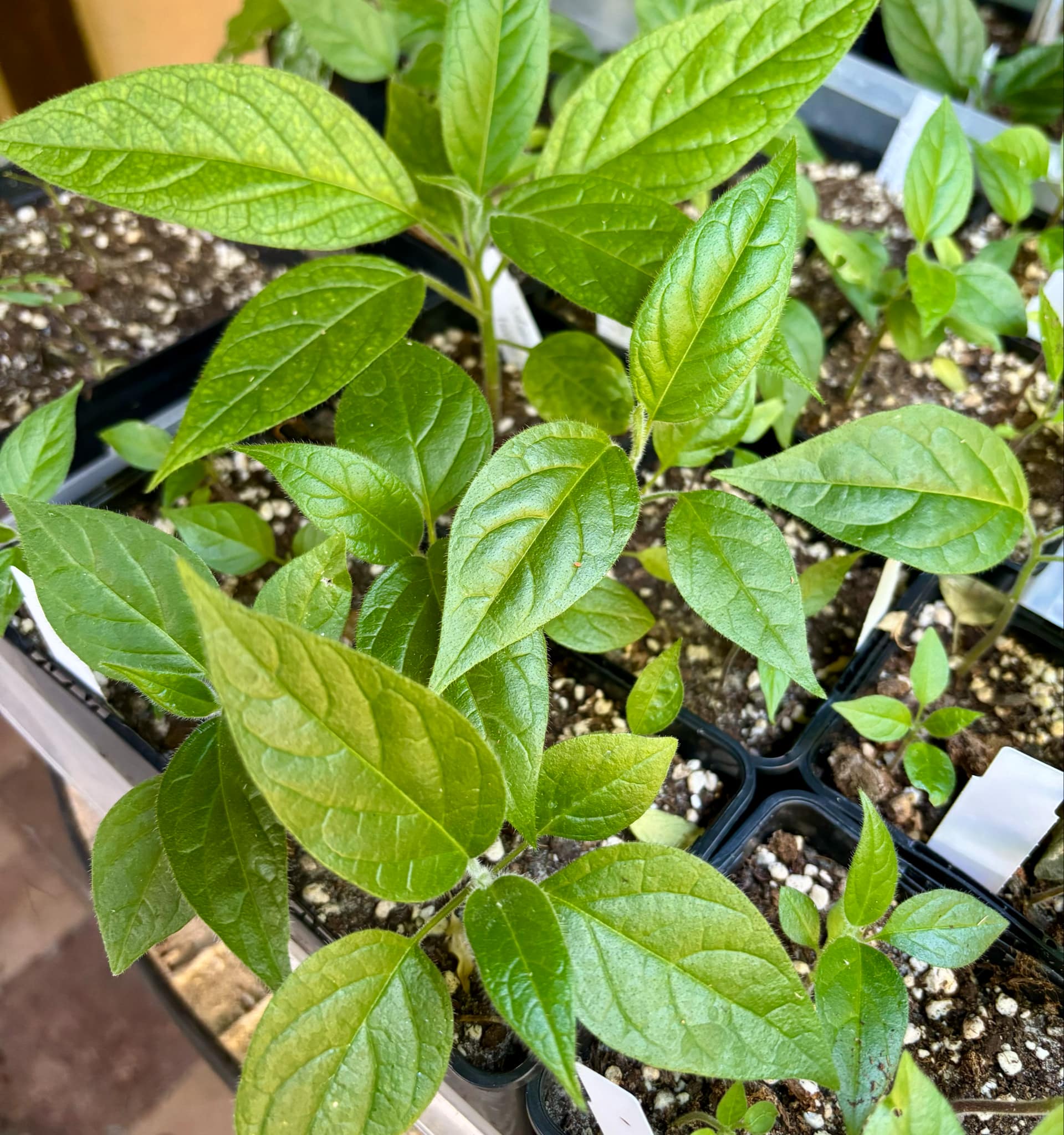 Solanum luridifuscescens - Tomatao Verde Piloso - 1 small potted seedling / 1 kleiner, getopfter Sämling Solanum luridifuscescens - Tomatao Verde Piloso - 1 small potted seedling / 1 kleiner, getopfter Sämling