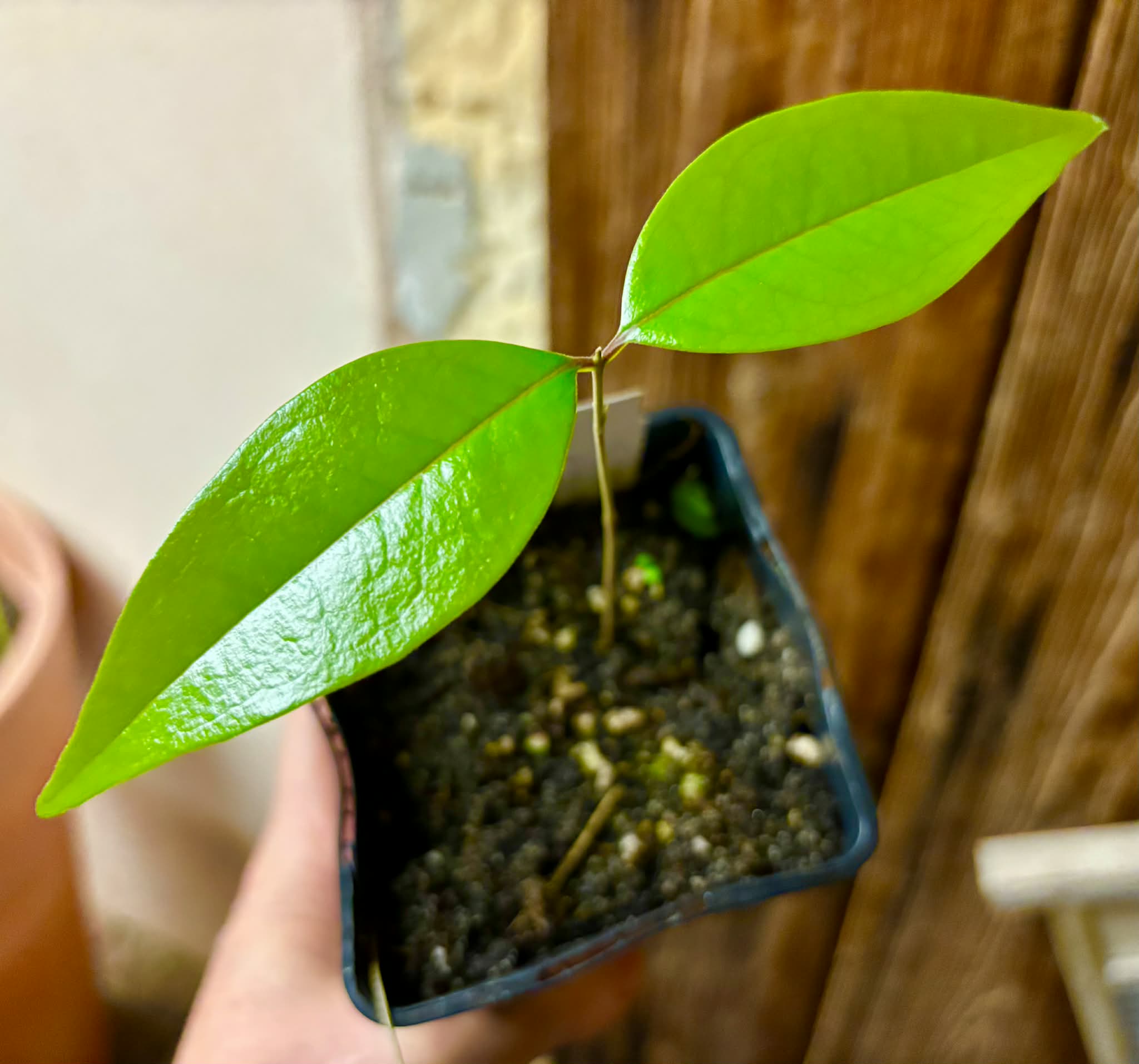 Eugenia sp Vinacea - 1 potted seedling / 1 getopfter Sämling