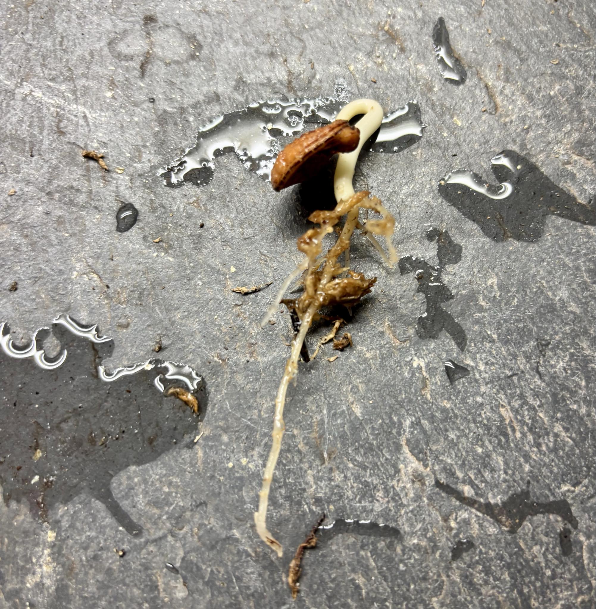 Kadsura heteroclita "Bursting Star" - 1 germinated seed / 1 gekeimter Samen