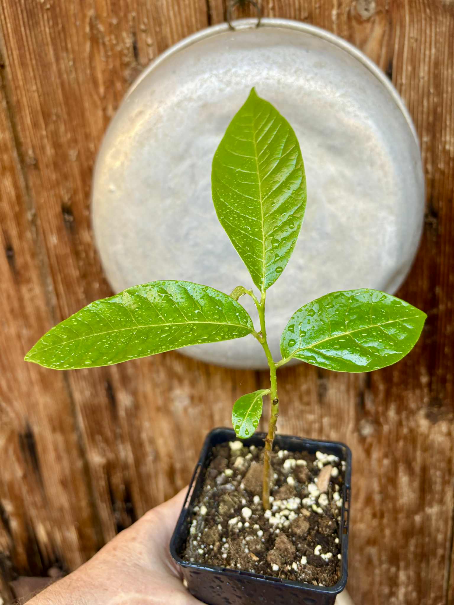 Annona reticulata big pink-red variety - 1 potted plant / 1 getopfte Pflanze