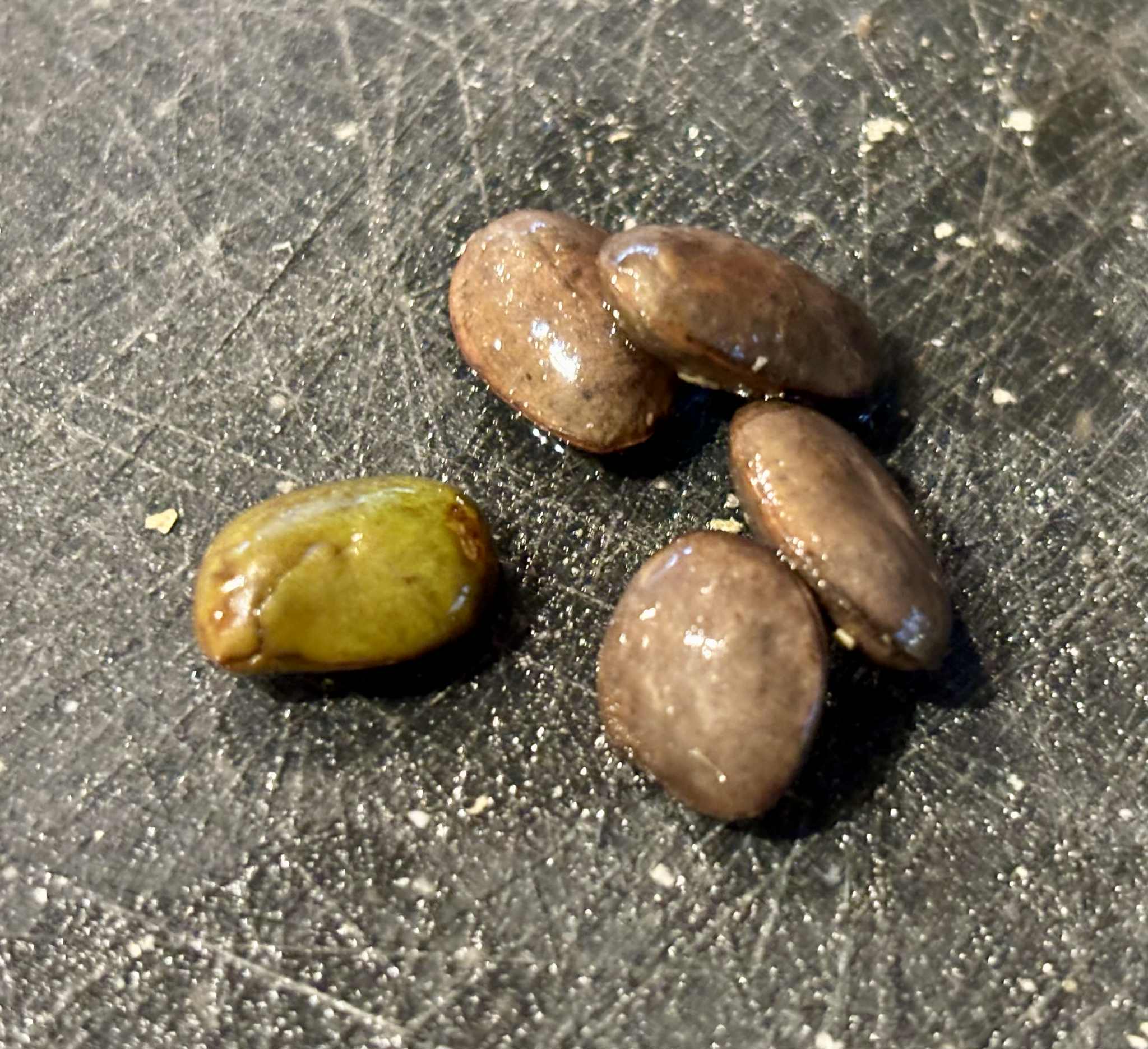 Inga aff. Pedunculata  - 1 fresh seed / 1 frischer Samen