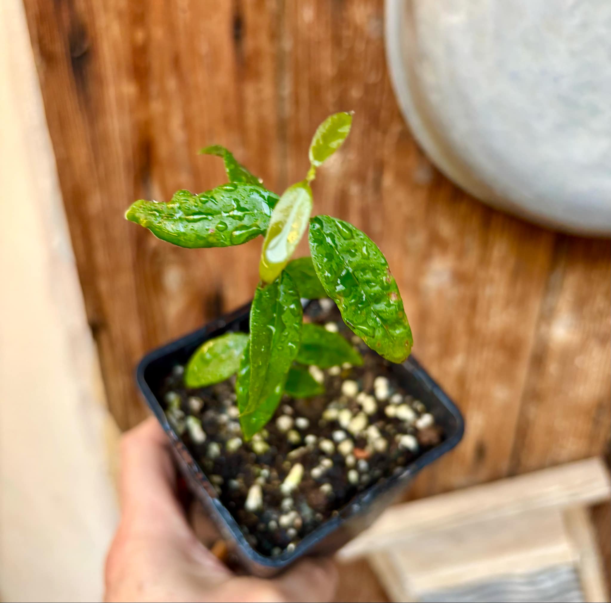 Uvaia do Visconde (Eugenia beaurepairiana) - 1 small potted seedling / 1 kleiner, getopfter Sämling