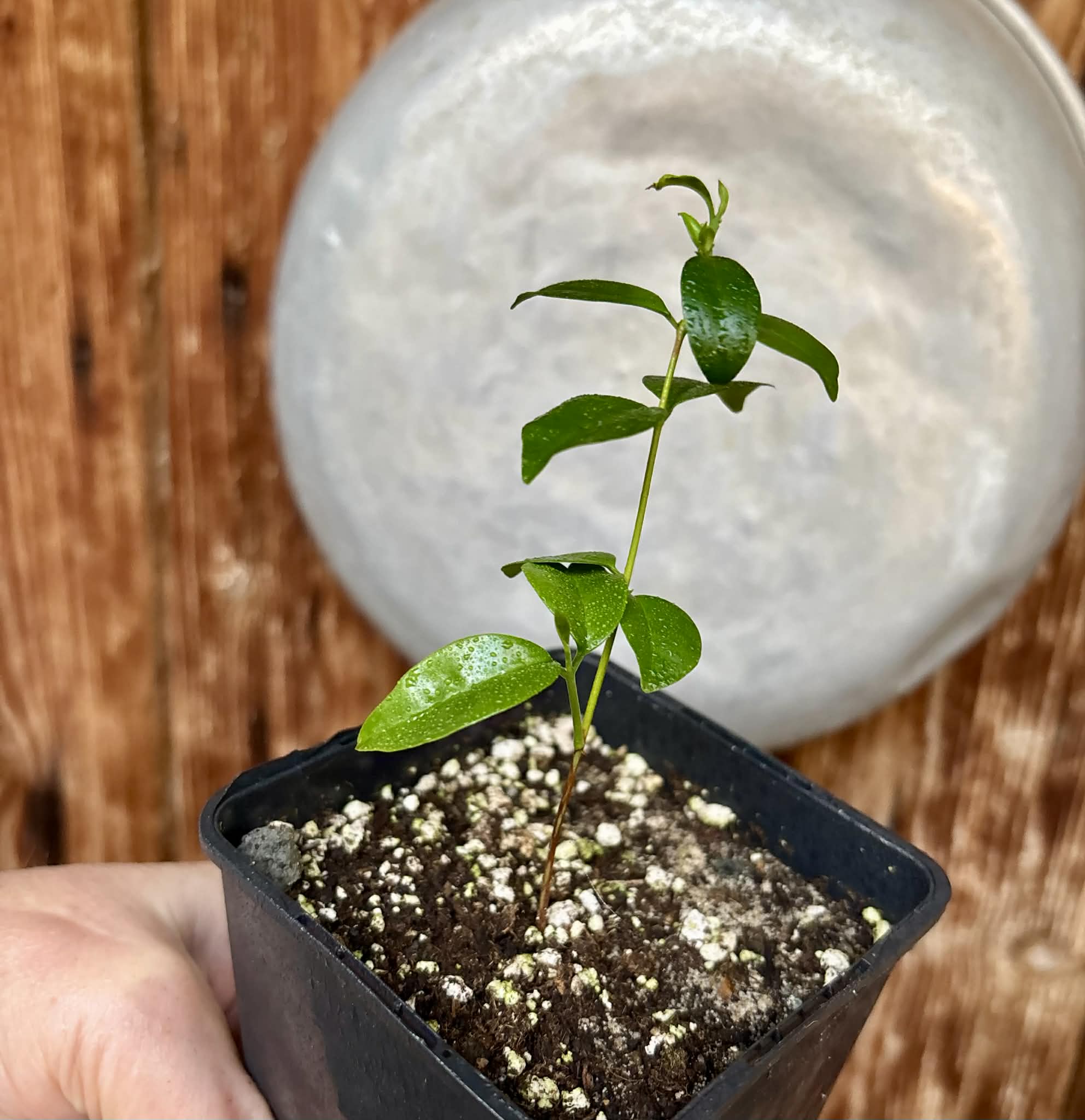 Eugenia zuccarini - 1 potted seedling / 1 getopfter Sämling