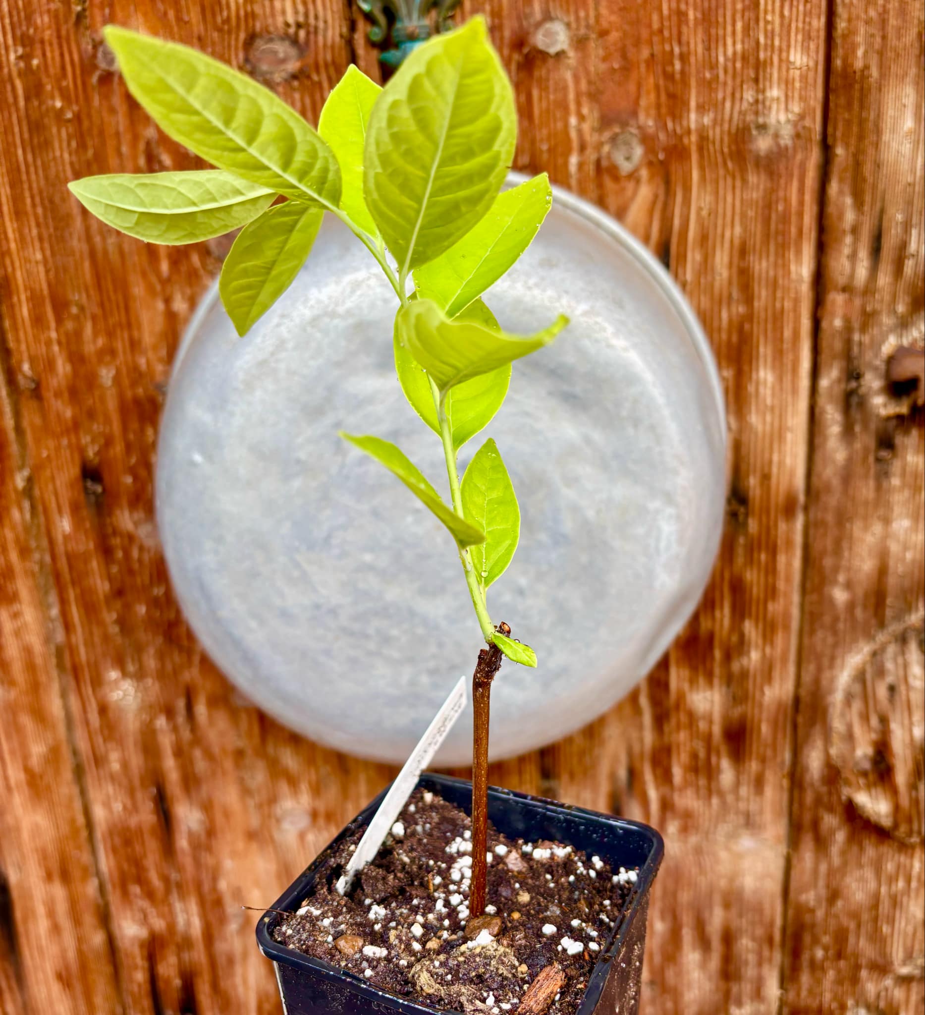 Annona cacans - 1 potted plant / 1 getopfte Pflanze Annona cacans - 1 potted plant / 1 getopfte Pflanze