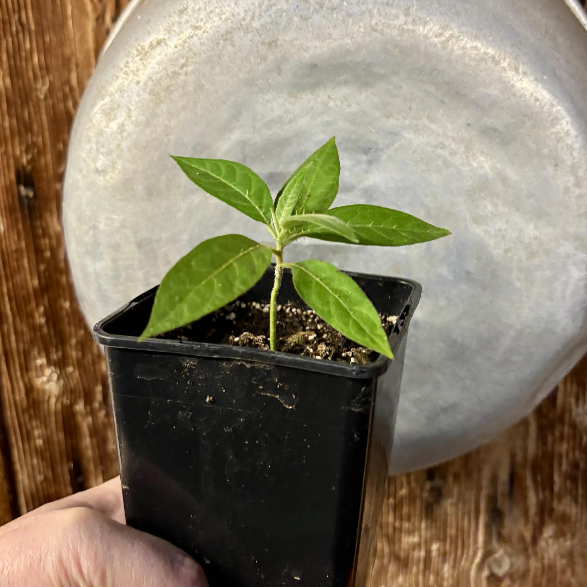 Solanum sp. Mata Escura - 1 potted plant / 1 getopfte Pflanze