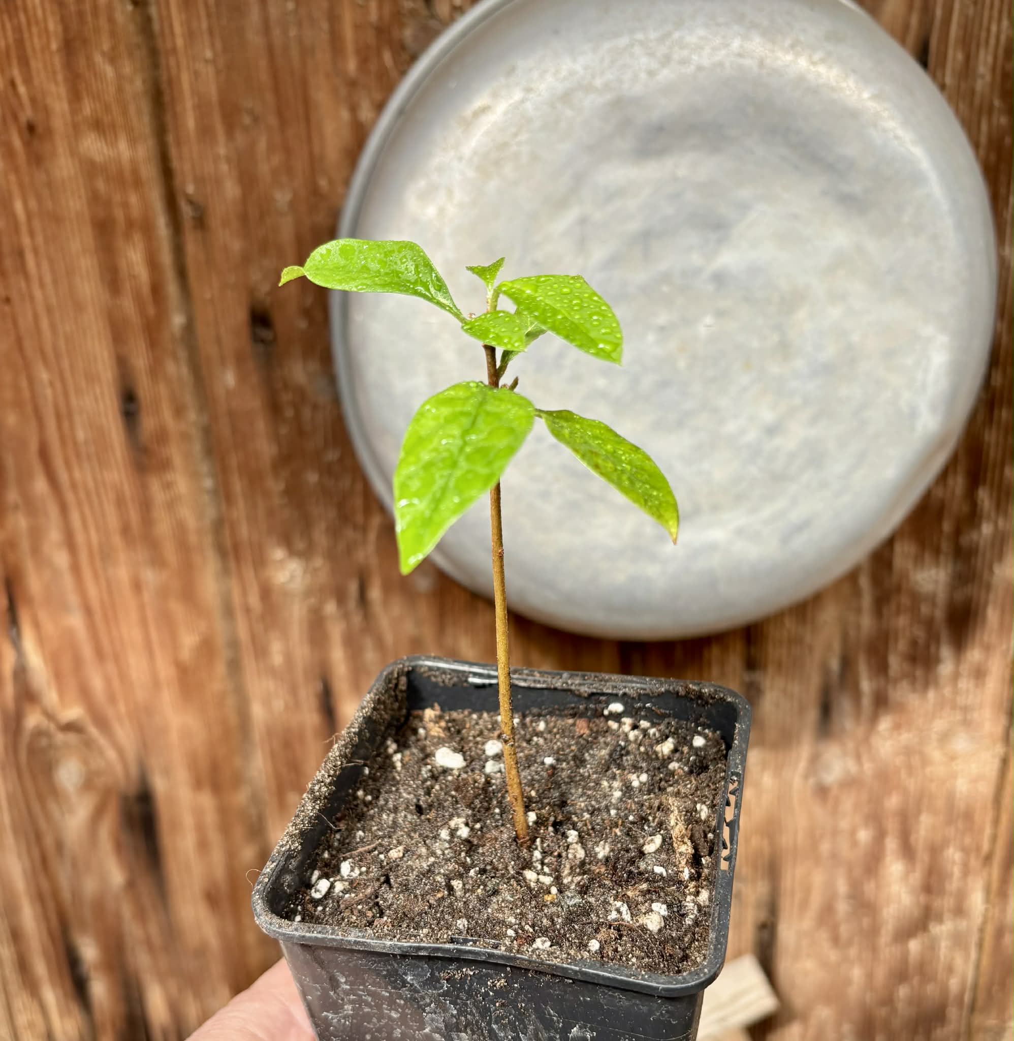 Marmixa (Pradosia lactescens) - 1 potted plant / 1 getopfte Pflanze