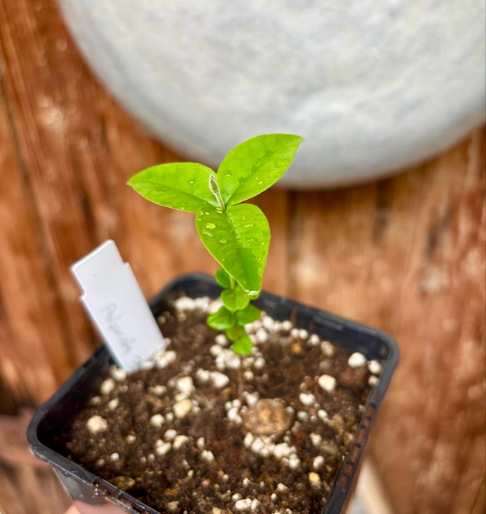 Eugenia sp Palometa - 1 small potted seedling / 1 kleiner, getopfter Sämling Eugenia sp Palometa - 1 small potted seedling / 1 kleiner, getopfter Sämling