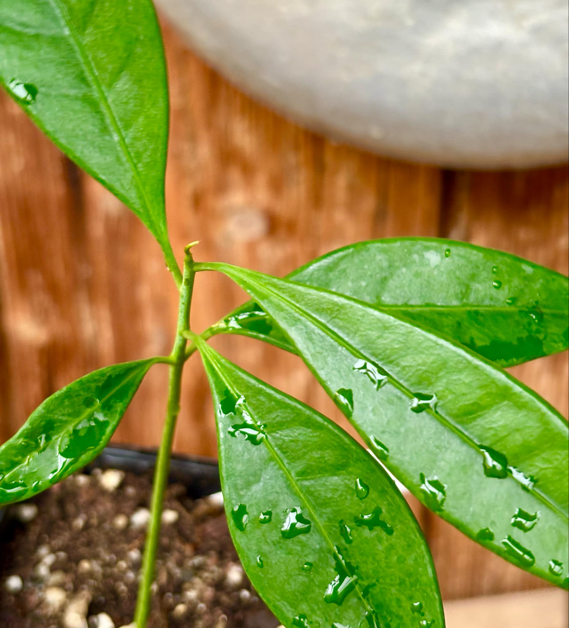 Pouteria macahensis - 1 small potted seedling / 1 kleiner, getopfter Sämling Pouteria macahensis - 1 small potted seedling / 1 kleiner, getopfter Sämling