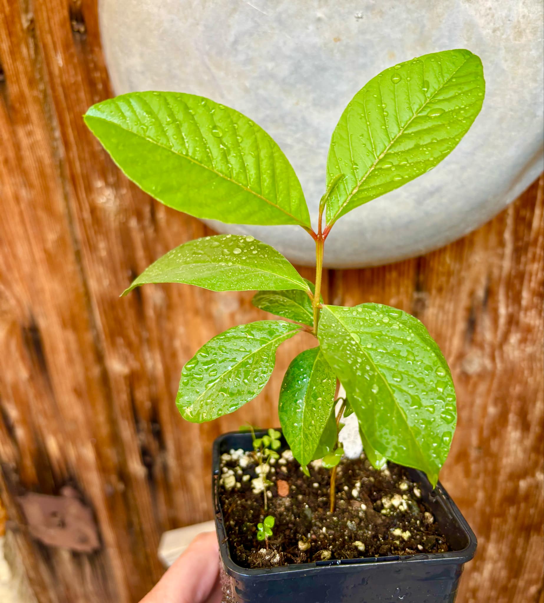 Psidium guajava - Peach - 1 potted plant / 1 getopfte Pflanze