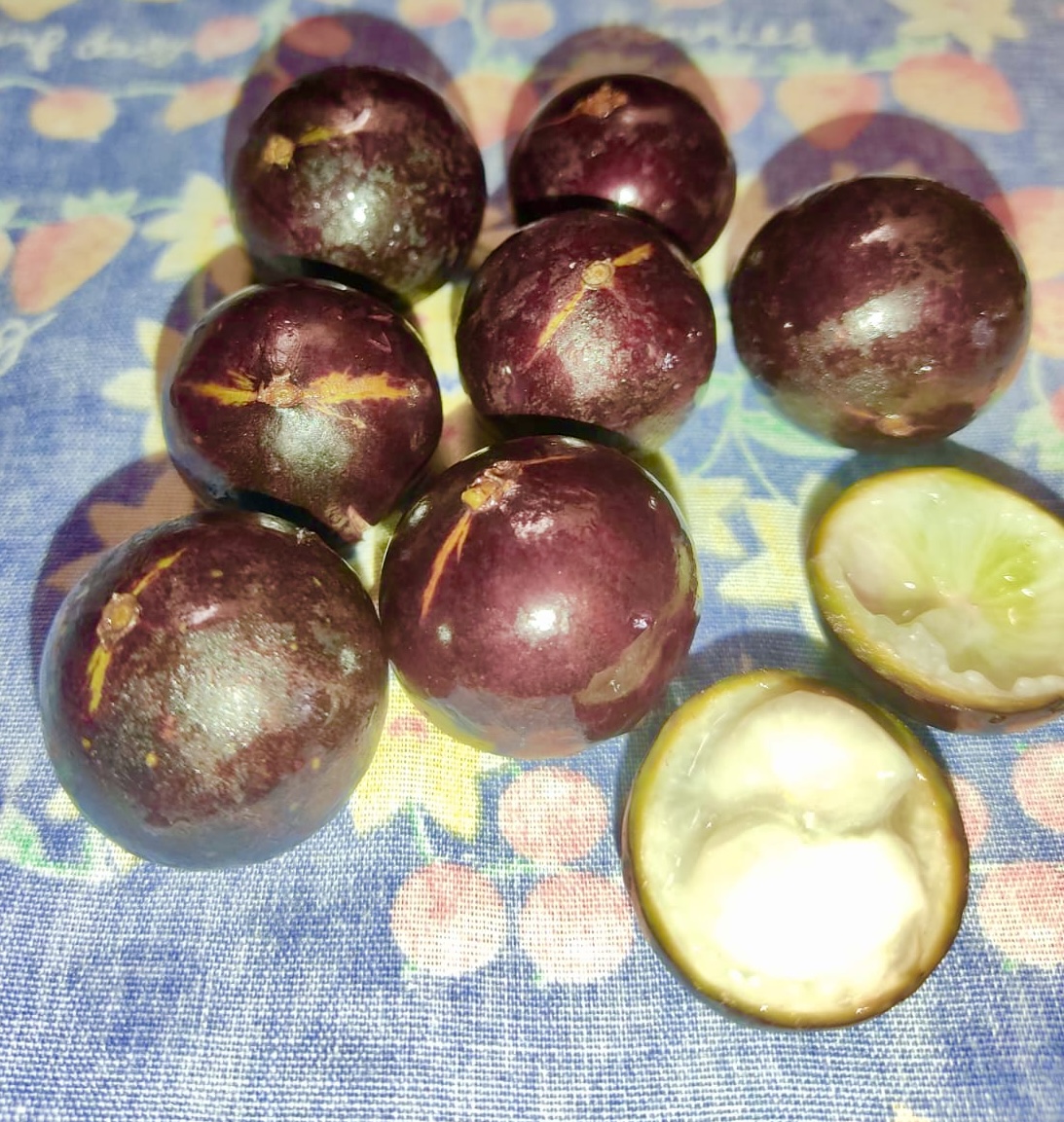 Plinia sp. Listrada - 1 fresh seed / 1 frischer Samen