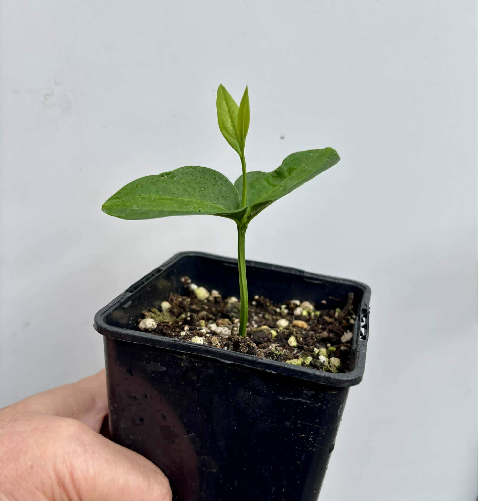 Dulacia sp. Cafe doce  -  1 potted seedling / 1 getopfter Sämling