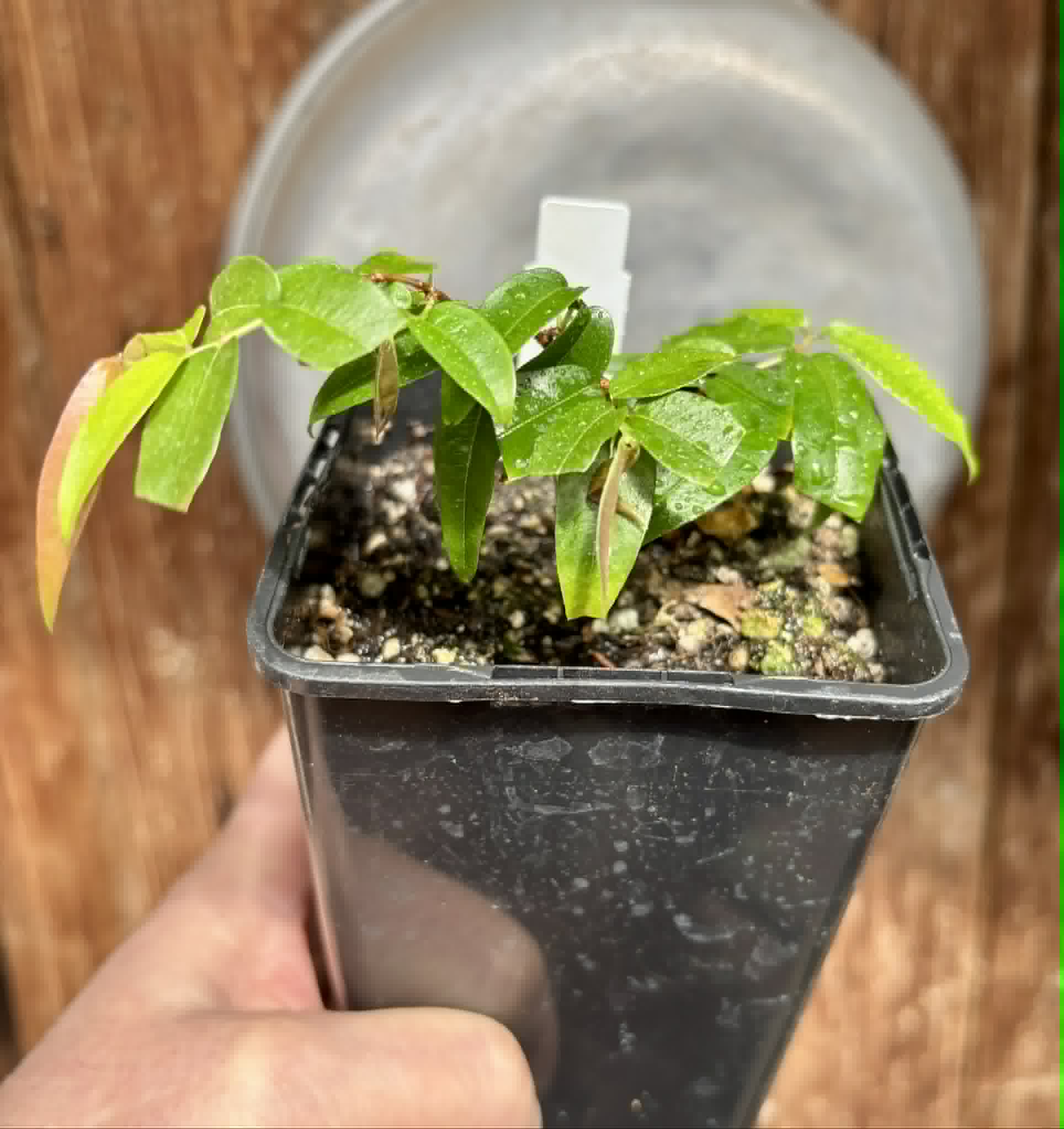 Plinia sp Giant Piray Argentina - 1 potted plant / 1 getopfte Pflanze