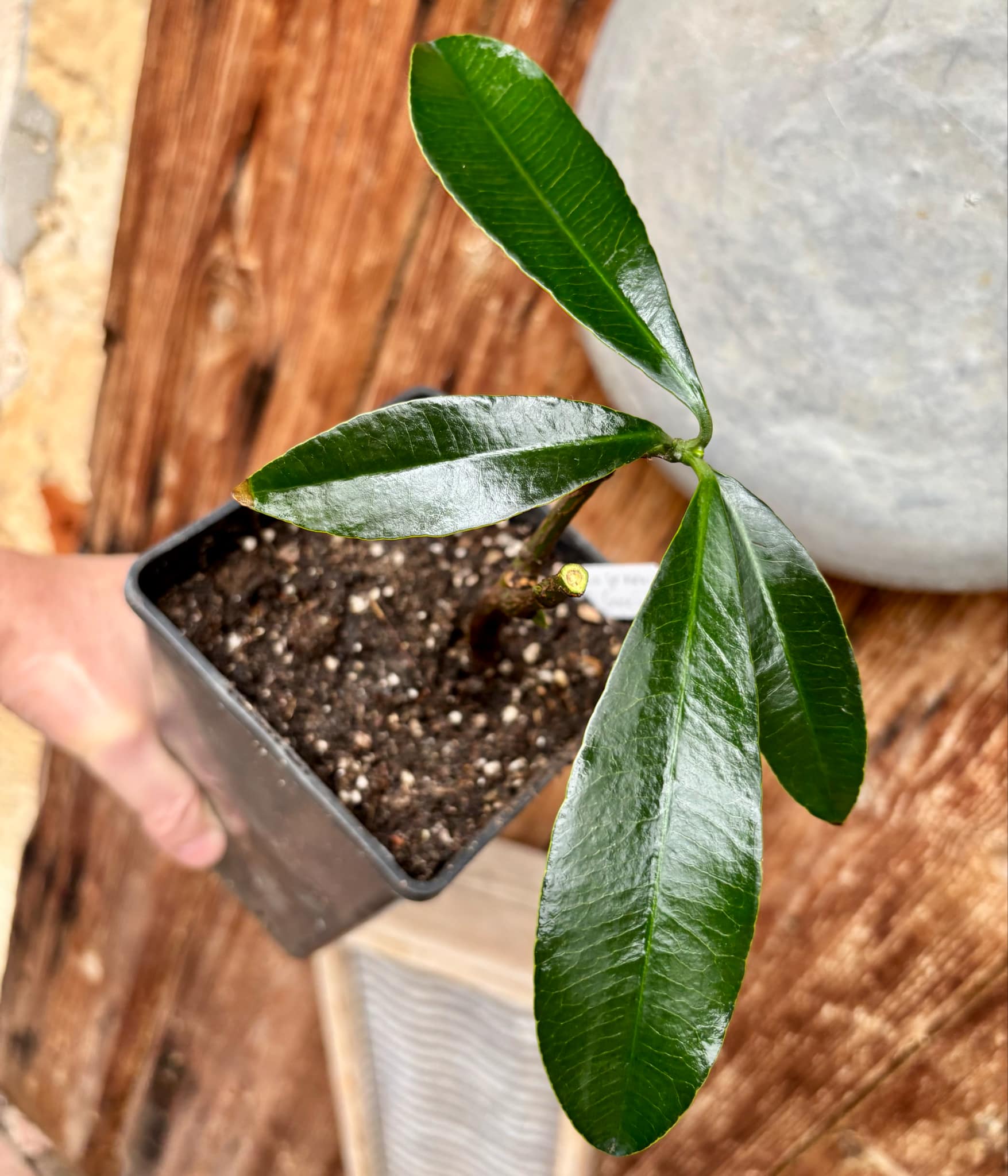 Garcinia sp. mexican - Luc's Garcinia - 1 potted plant / 1 getopfte Pflanze
