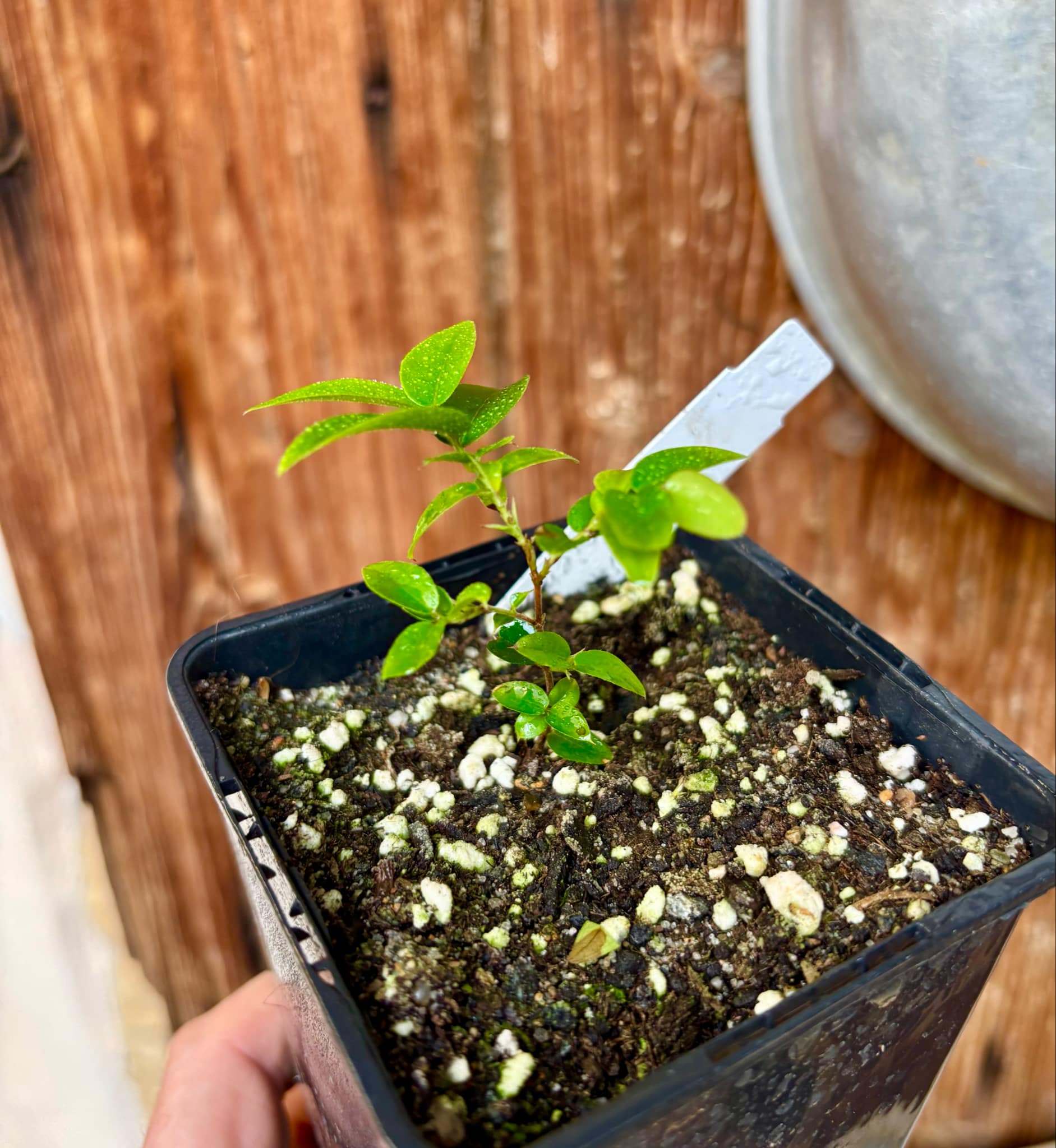 Plinia sp. Corrientes Argentina -  1 potted plant / 1 getopfte Pflanze