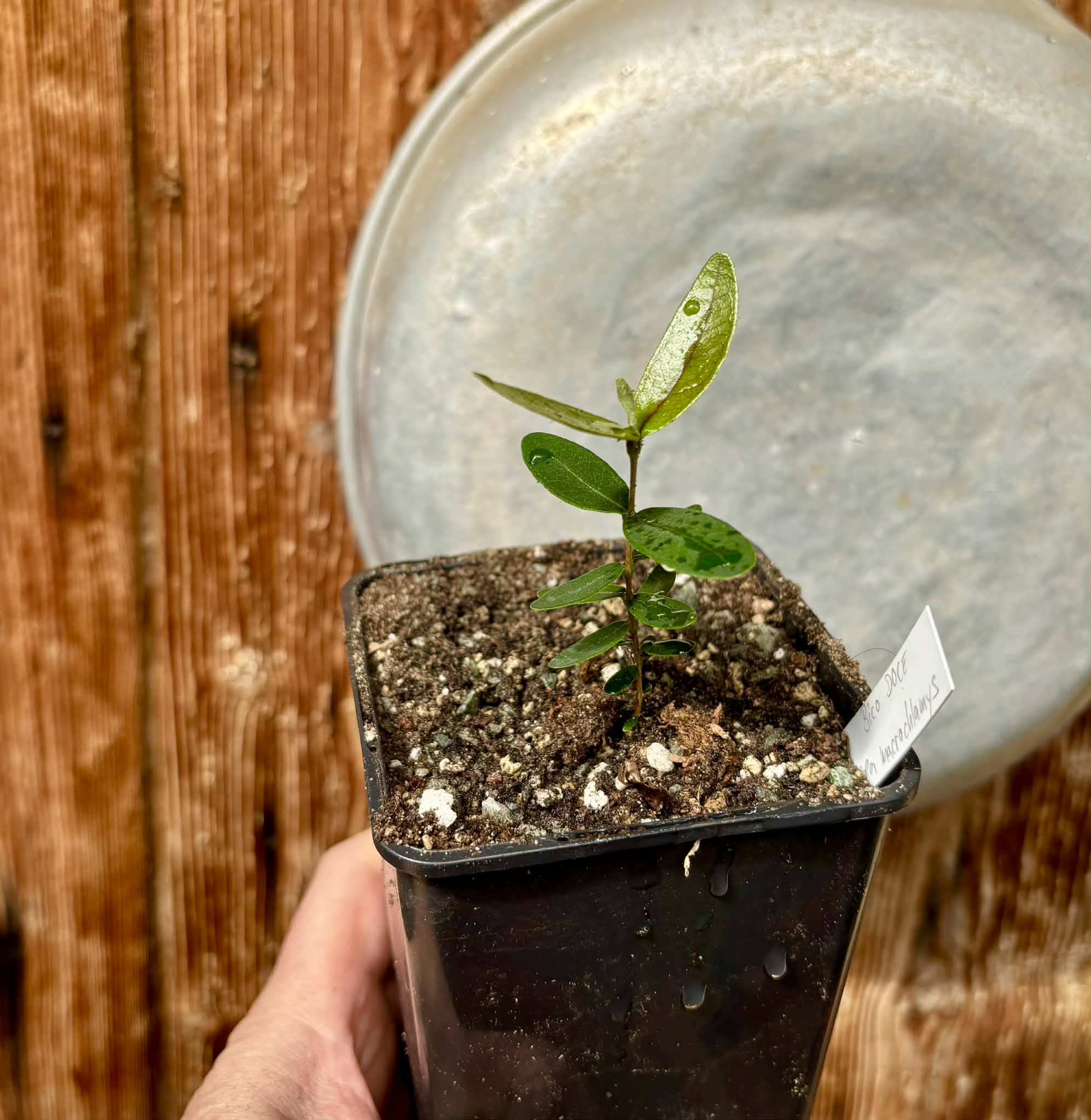 Bico Doce (Algrizea macrochlamys)  - 1 potted plant / 1 getopfte Pflanze
