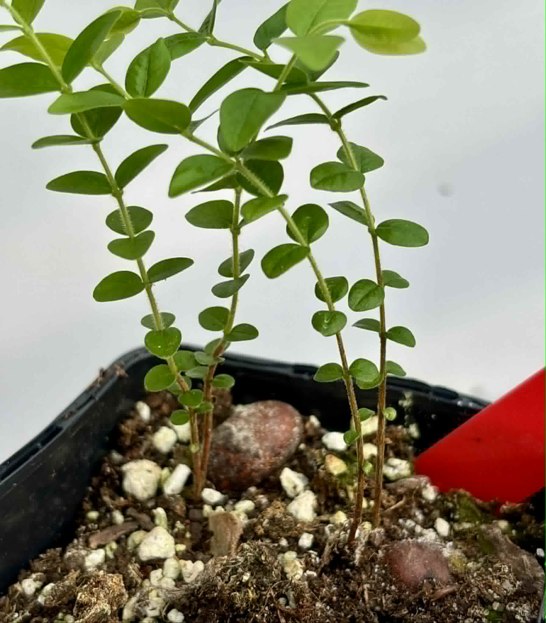 2 in 1 pot - Myrciaria sp Pastora - 2 seedlings in one pot / 2 Sämlinge in einem Topf
