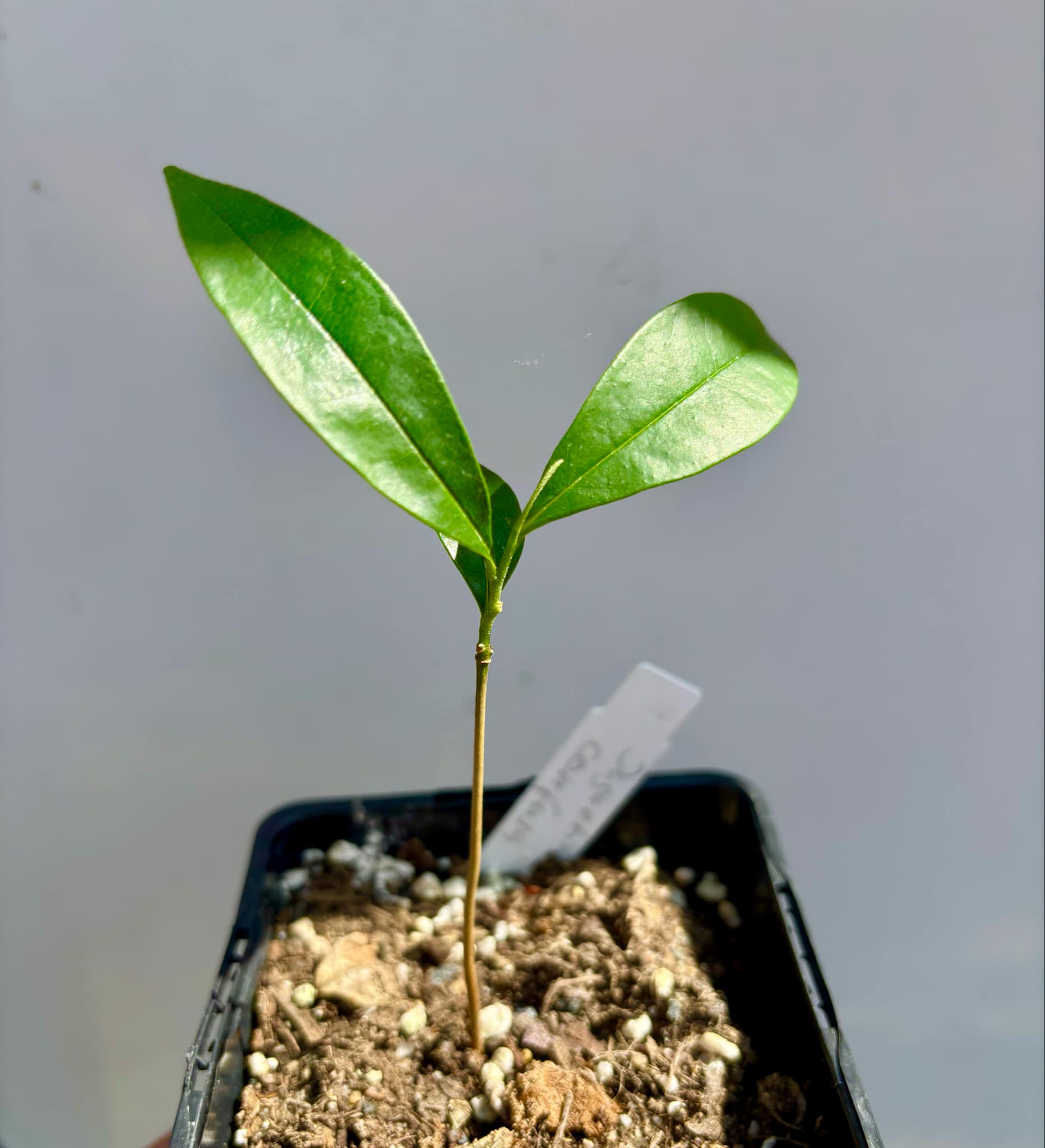 Duguetia confusa - 1 potted plant / 1 getopfte Pflanze 