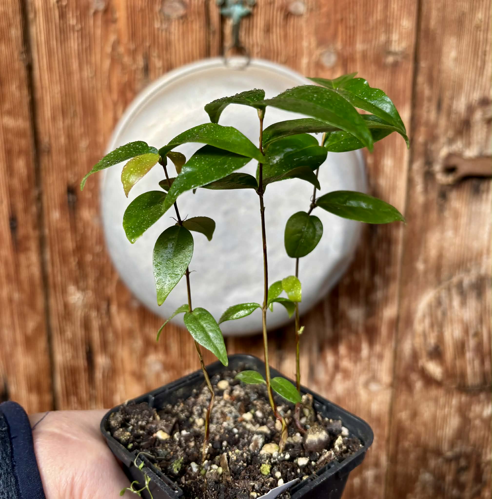 3 in 1 pot - Eugenia uniflora var. Tutti Colore  - 3 seedlings in one pot / 3 Sämlinge in einem Topf