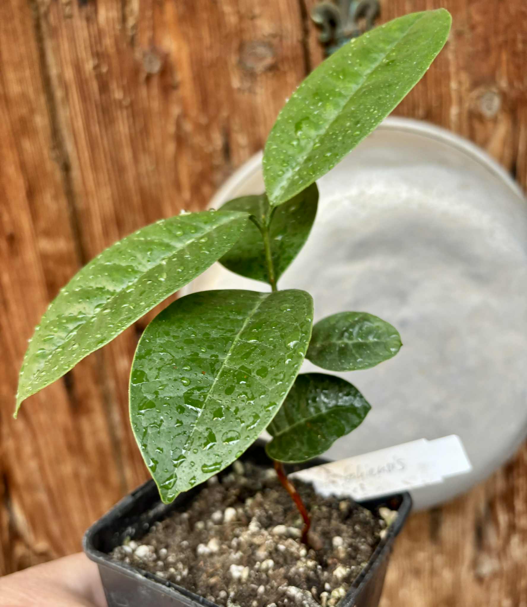 Eugenia bahiensis  - 1 potted plant / 1 getopfte Pflanze