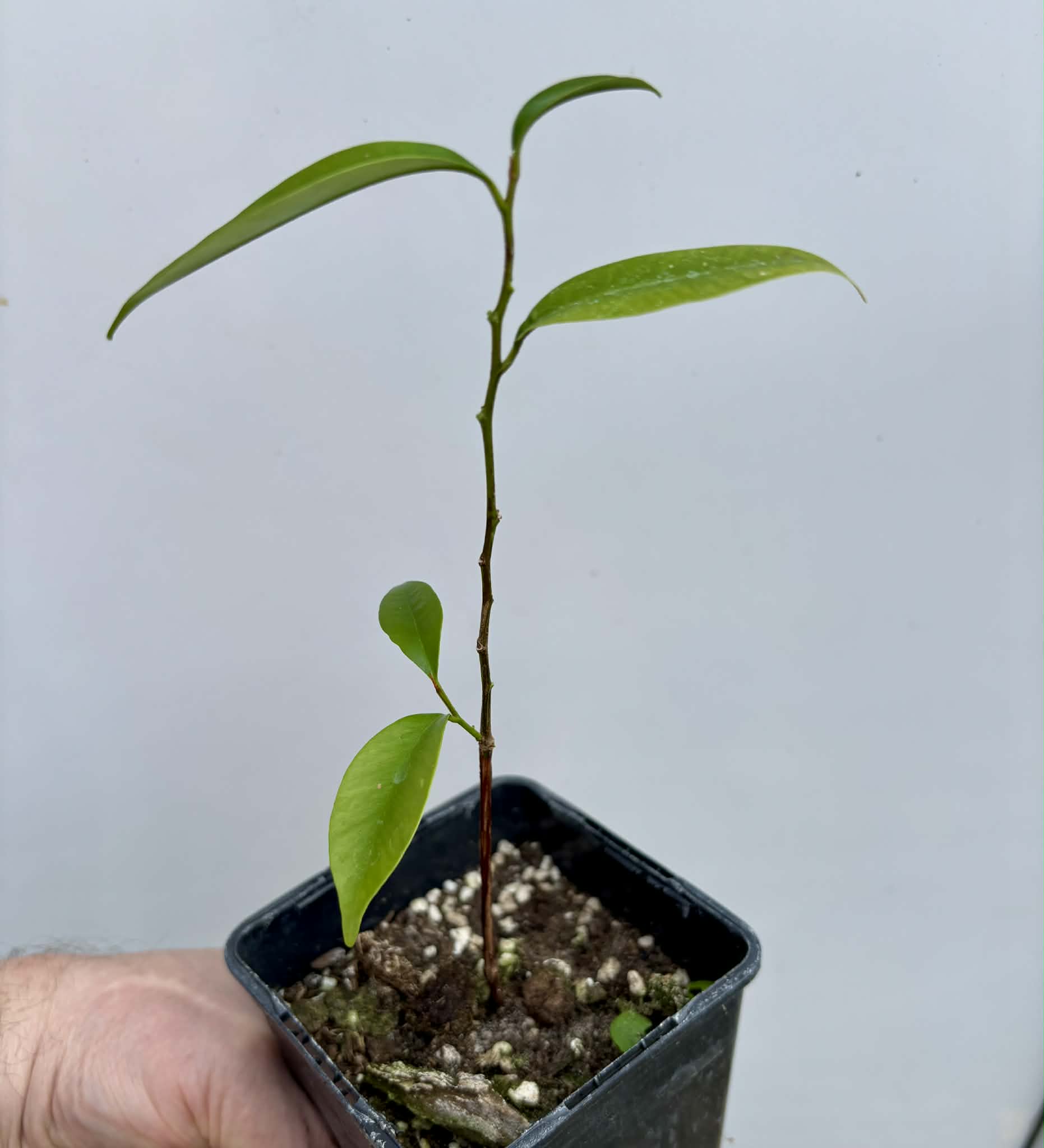 Diploon cuspidatum  -  1 potted seedling / 1 getopfter Sämling