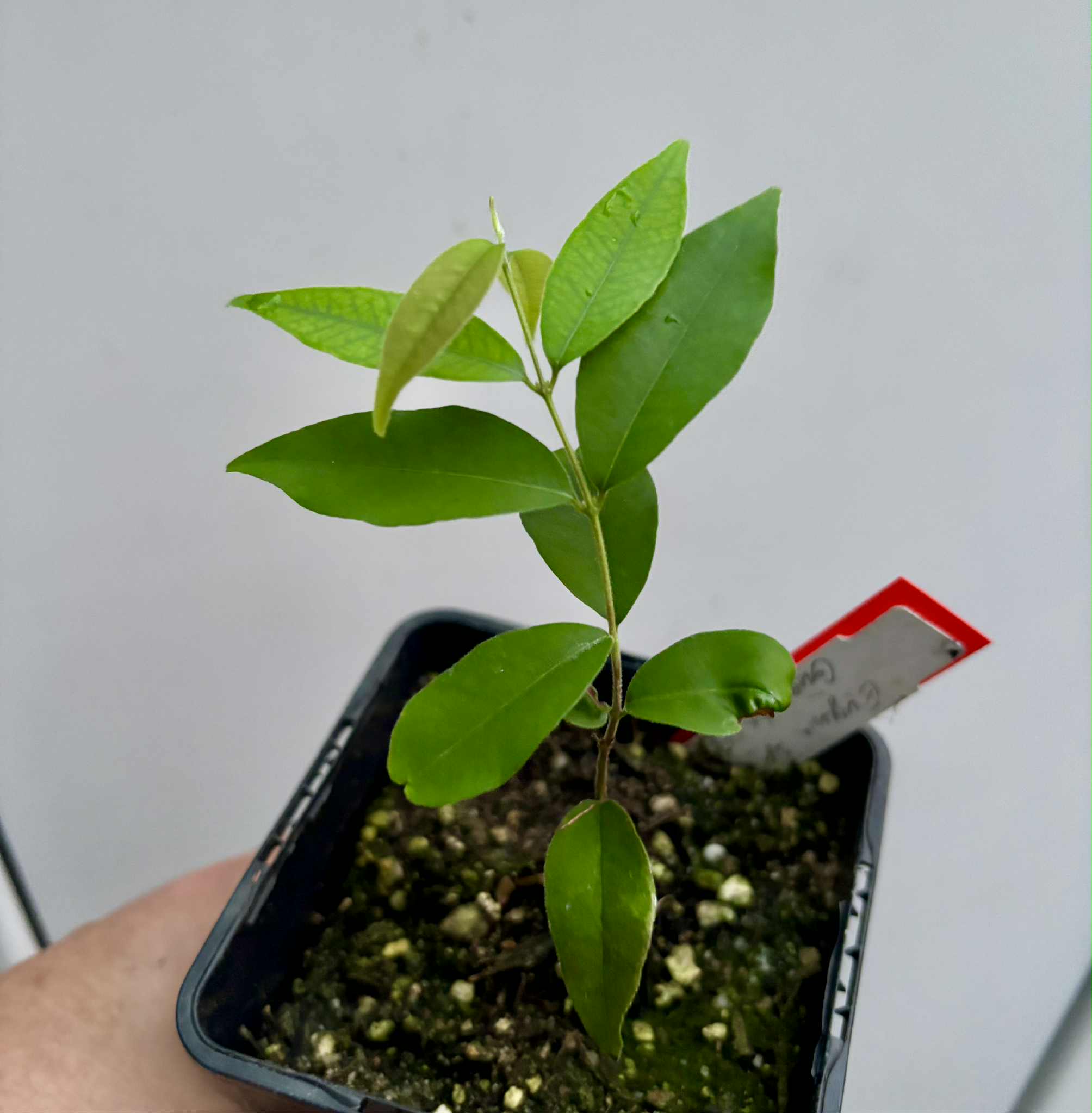 Eugenia sp Guajuba suave -  1 potted seedling / 1 getopfter Sämling